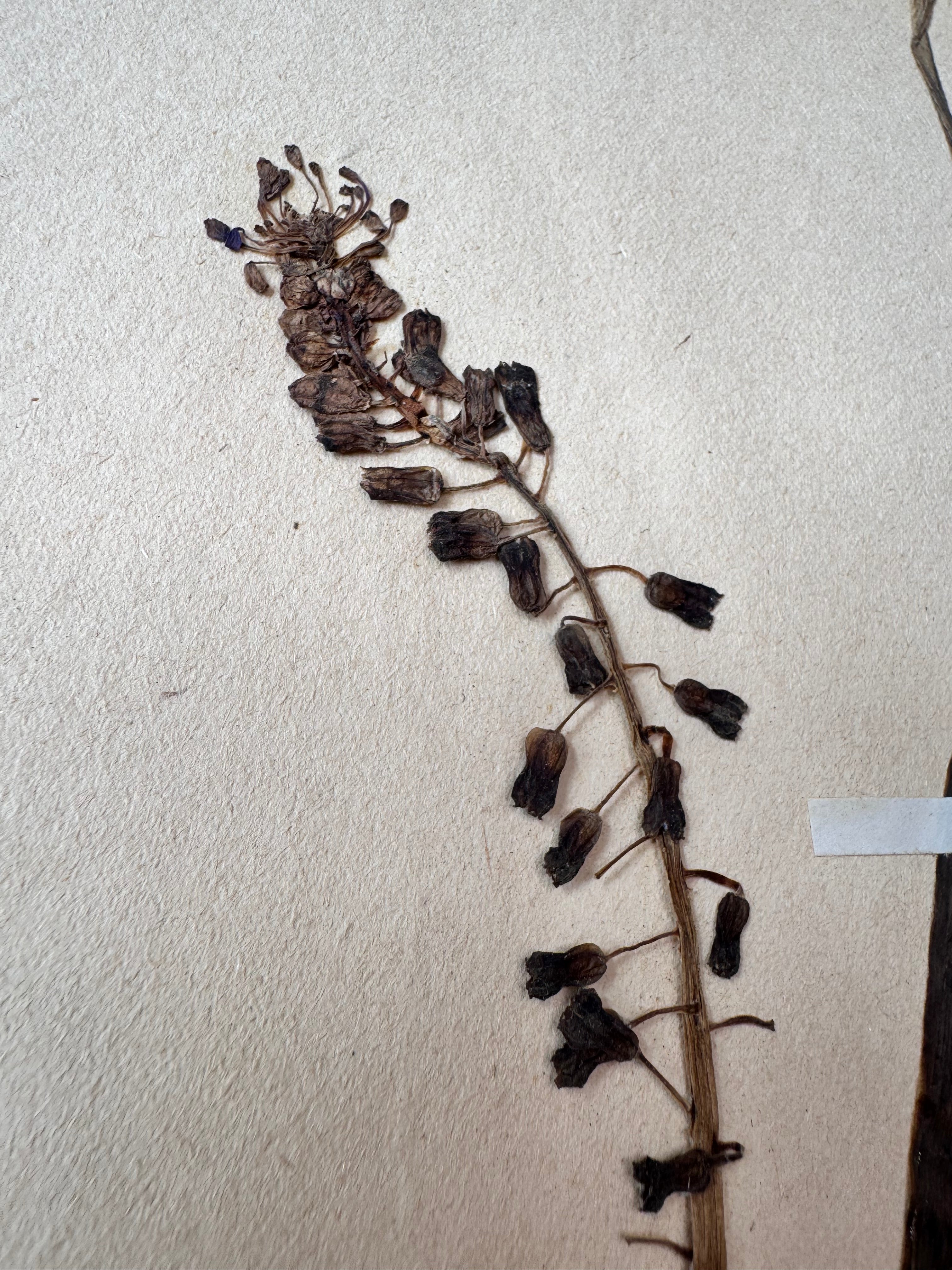Herbarium lil 3