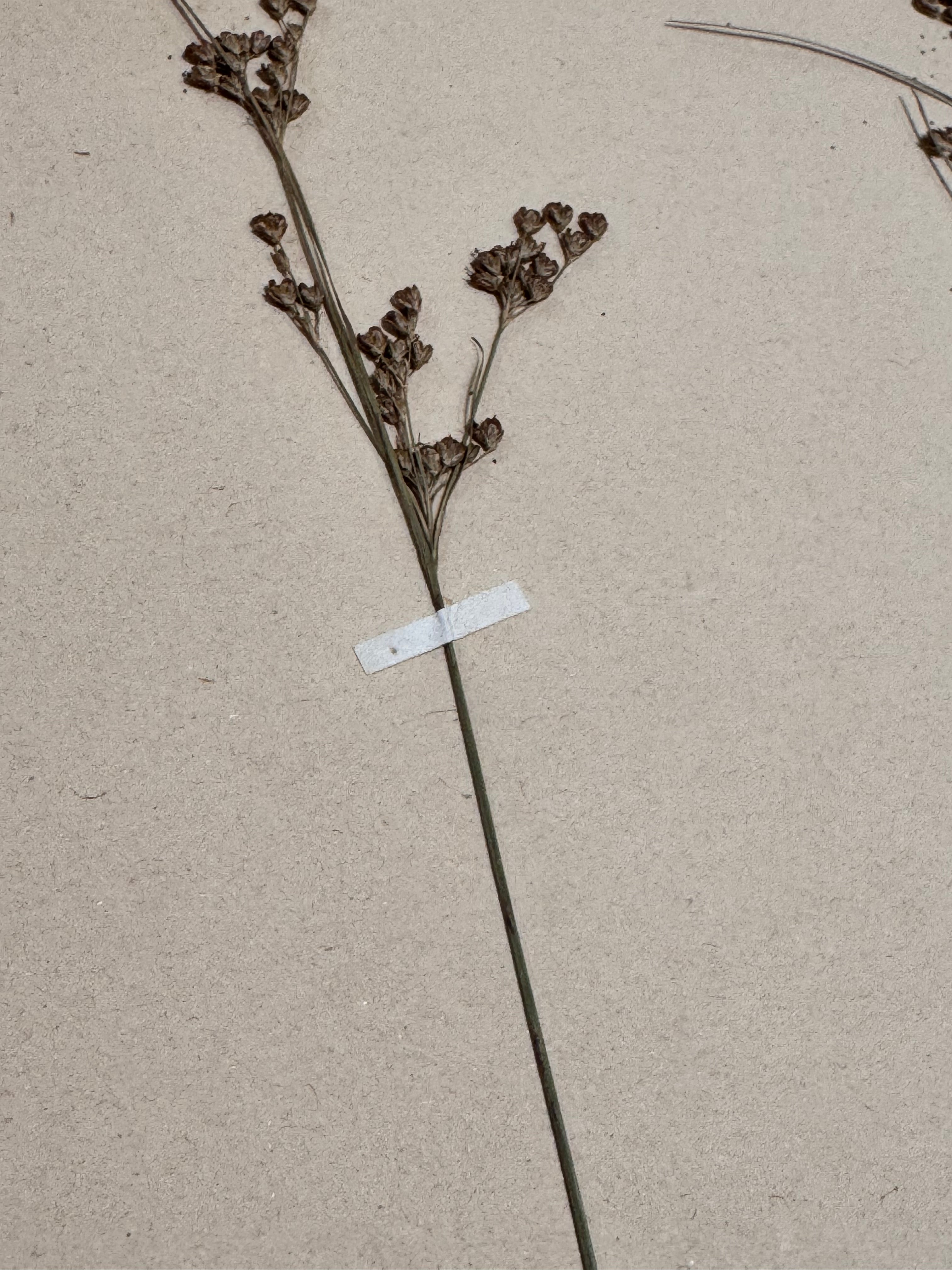 Herbarium jo 1