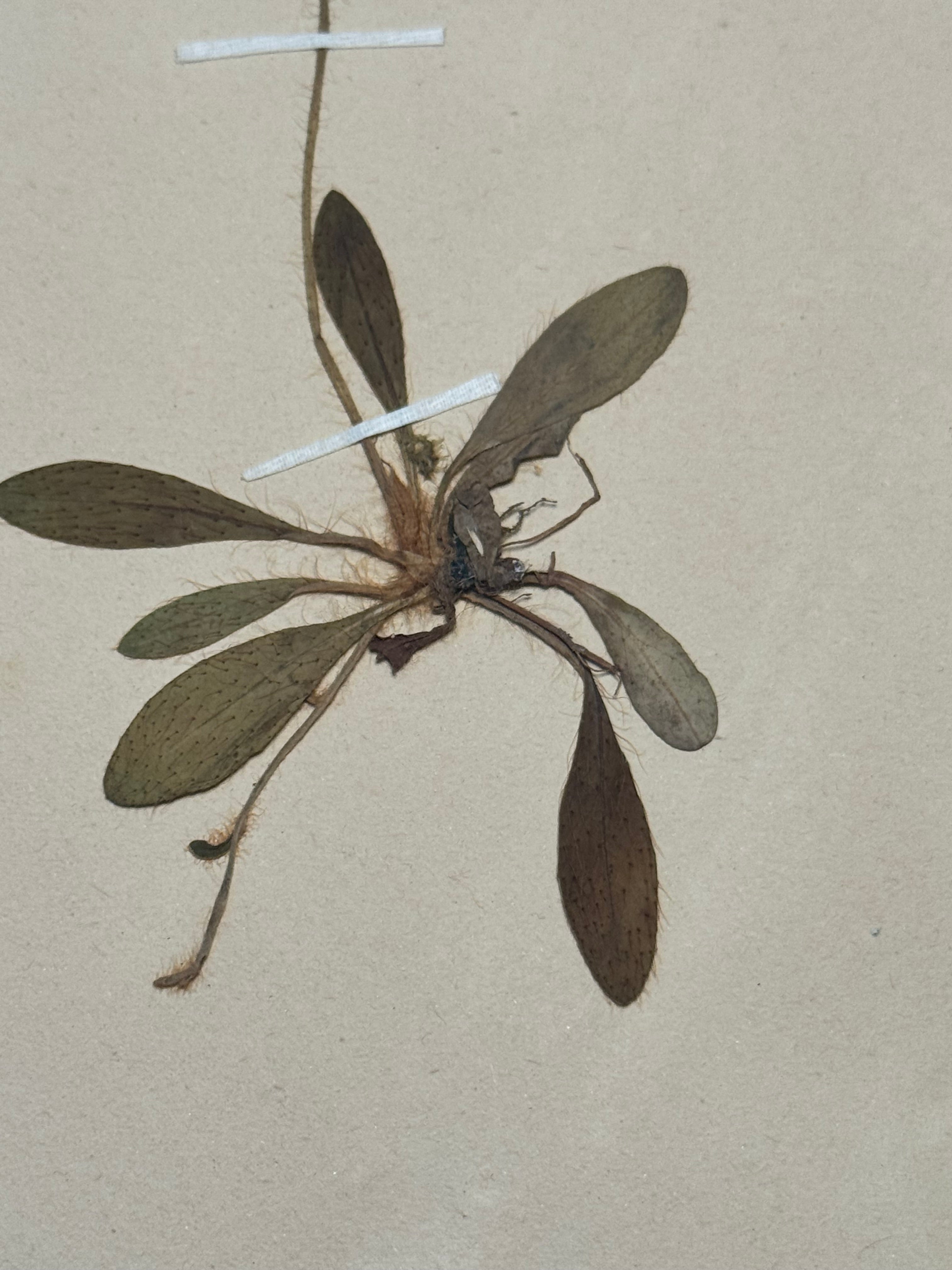 Composée 19