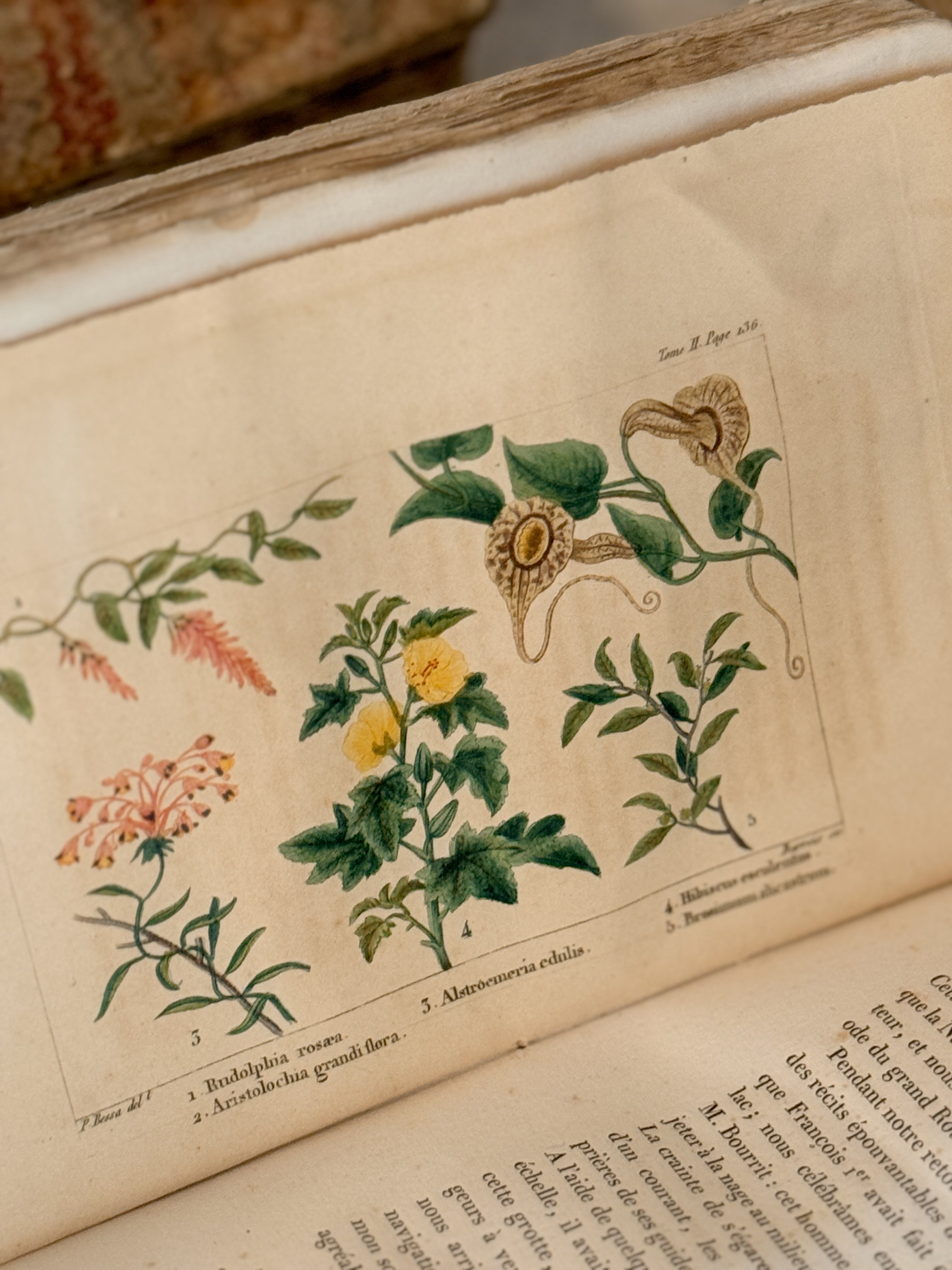Antique French Natural History Book with Hand-Colored Plates, Lettres à Sophie, Paris 1822