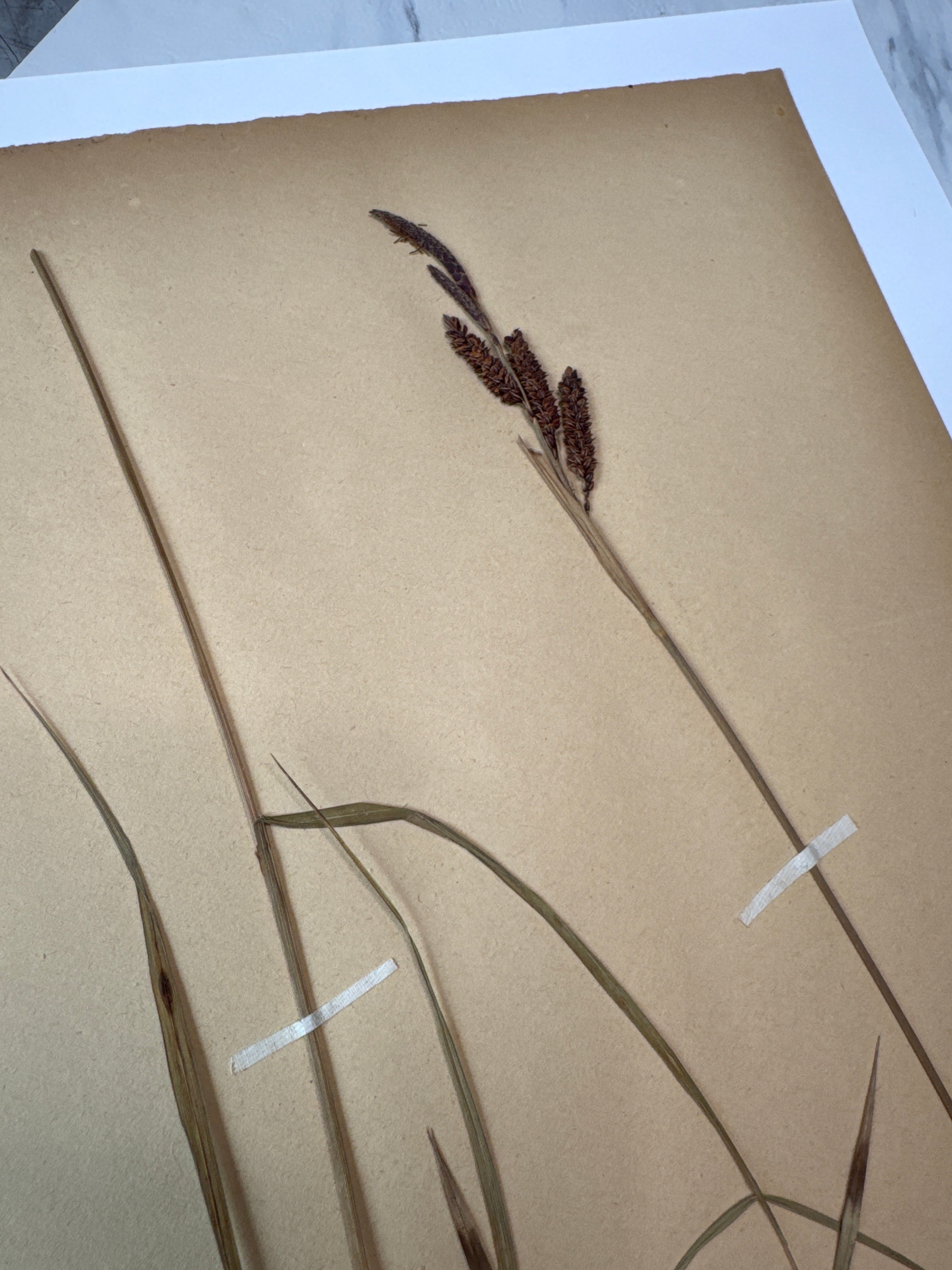 Herbarium Cy