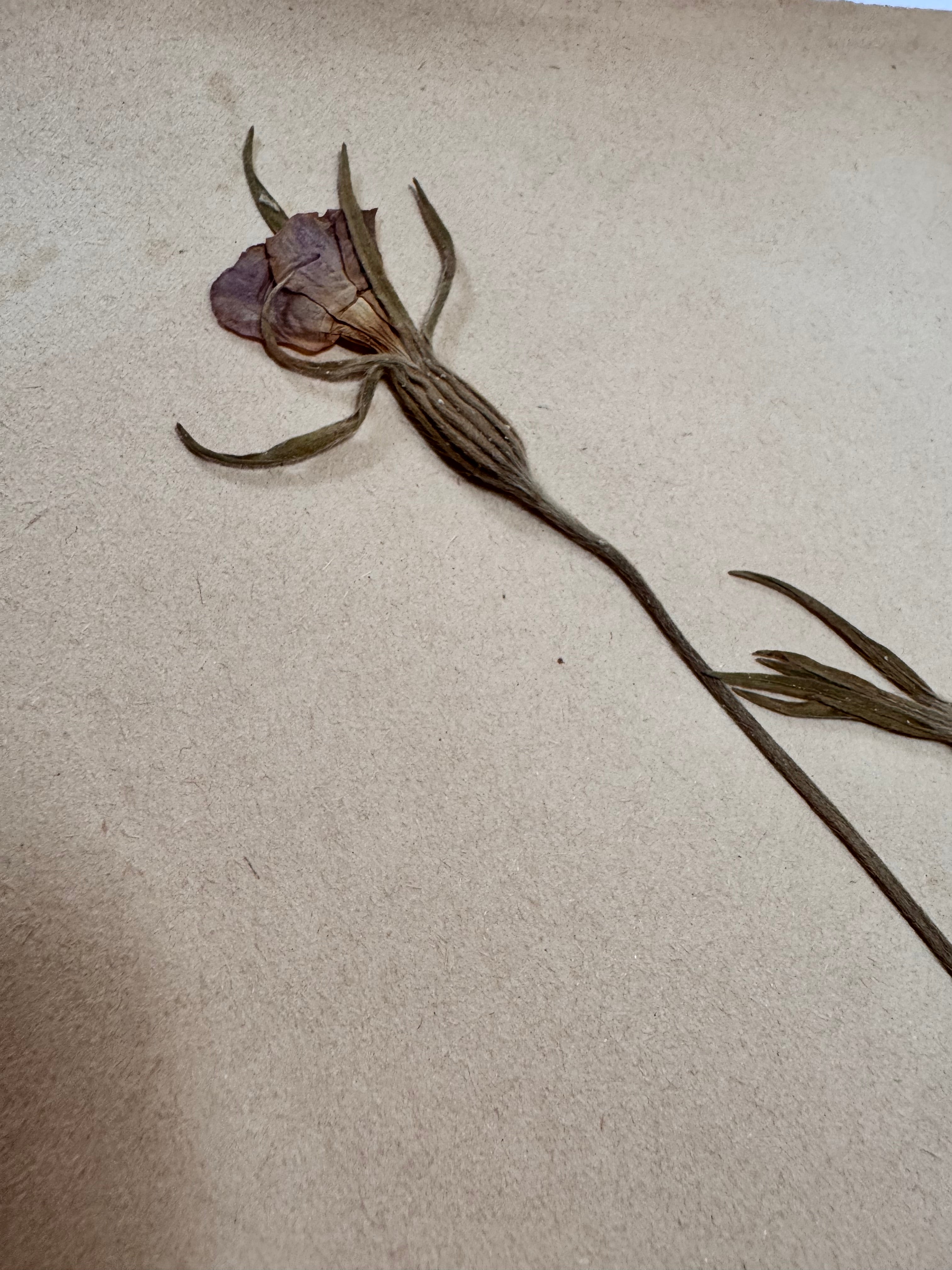 Herbarium Car 1