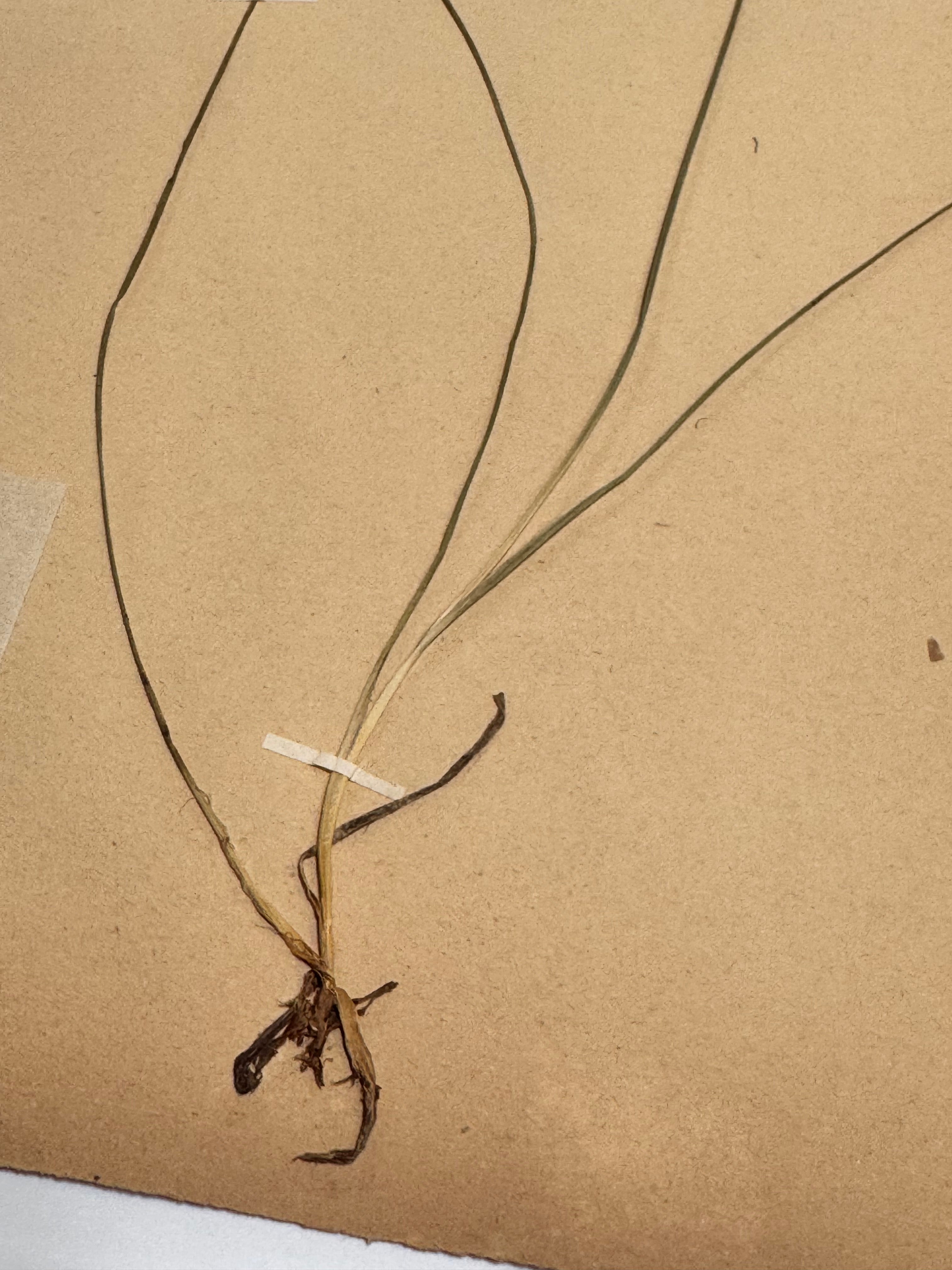 Herbarium jo 1