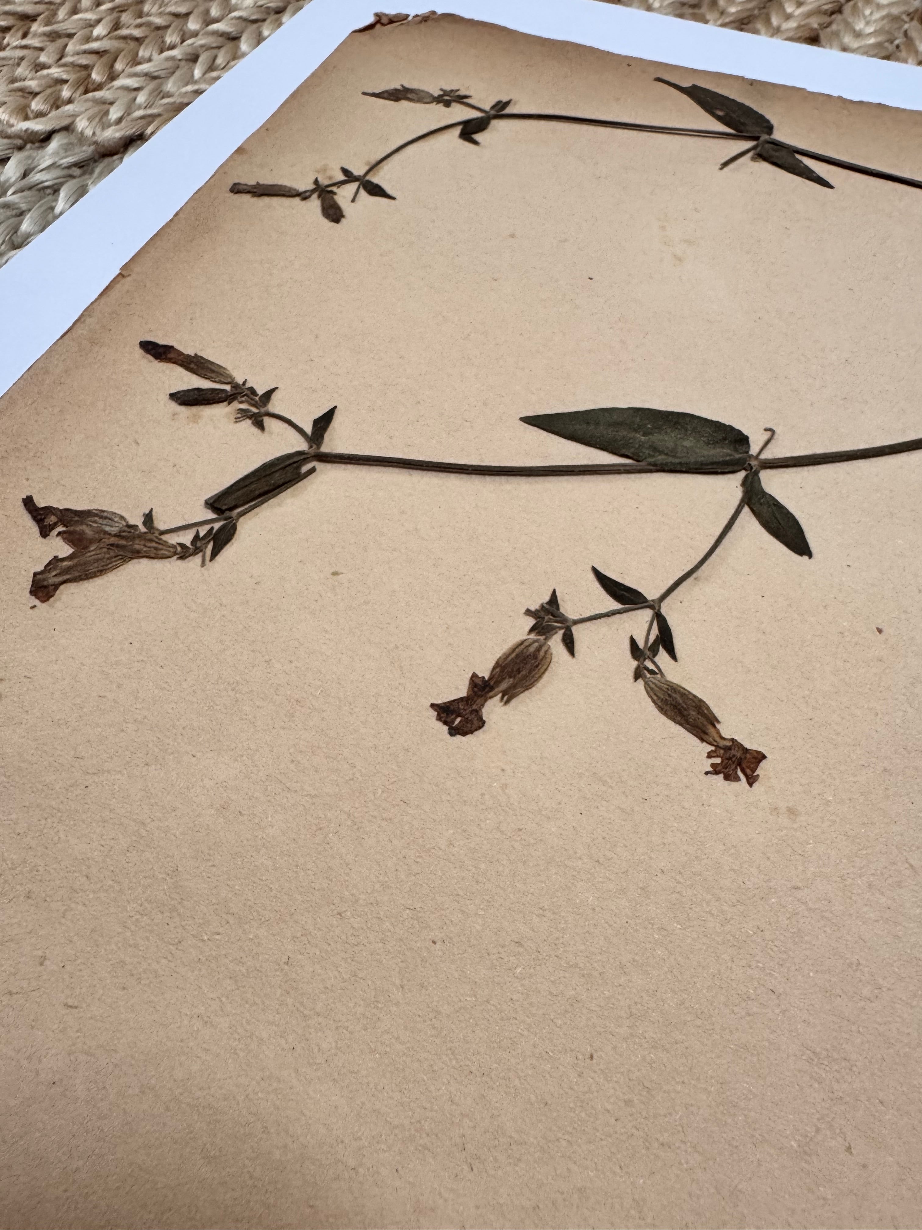 Herbarium Car 2