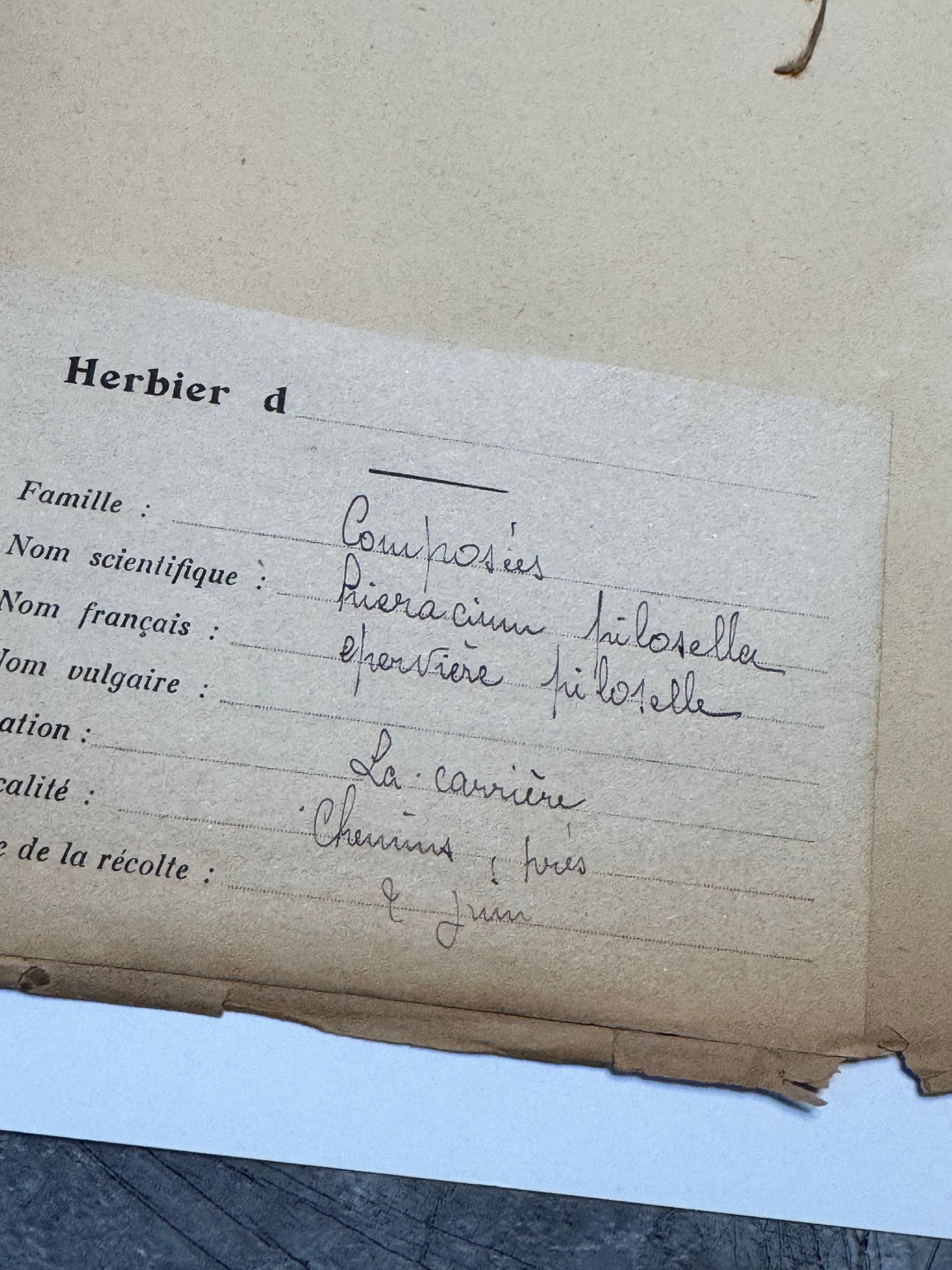 Composée 19
