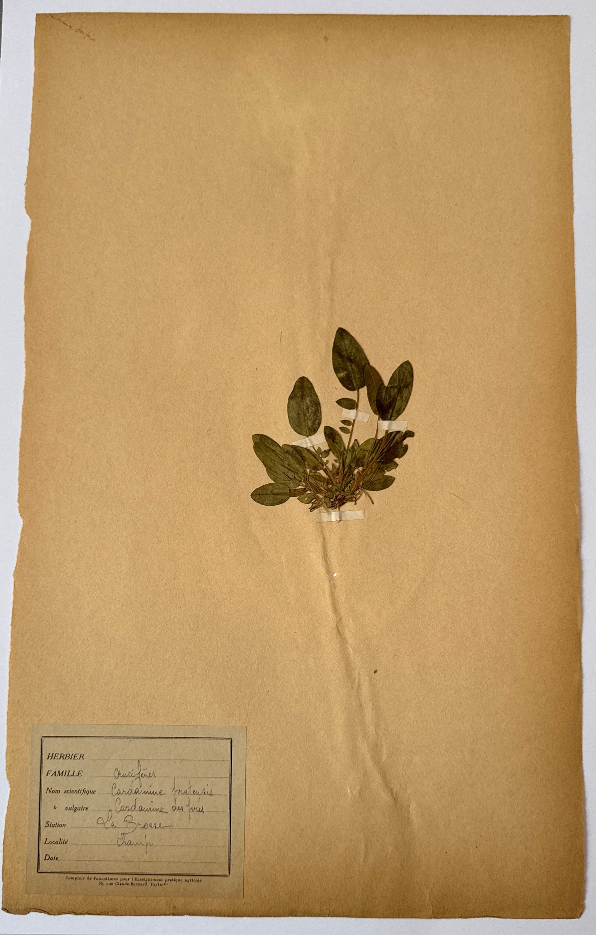 Herbarium Cr 2