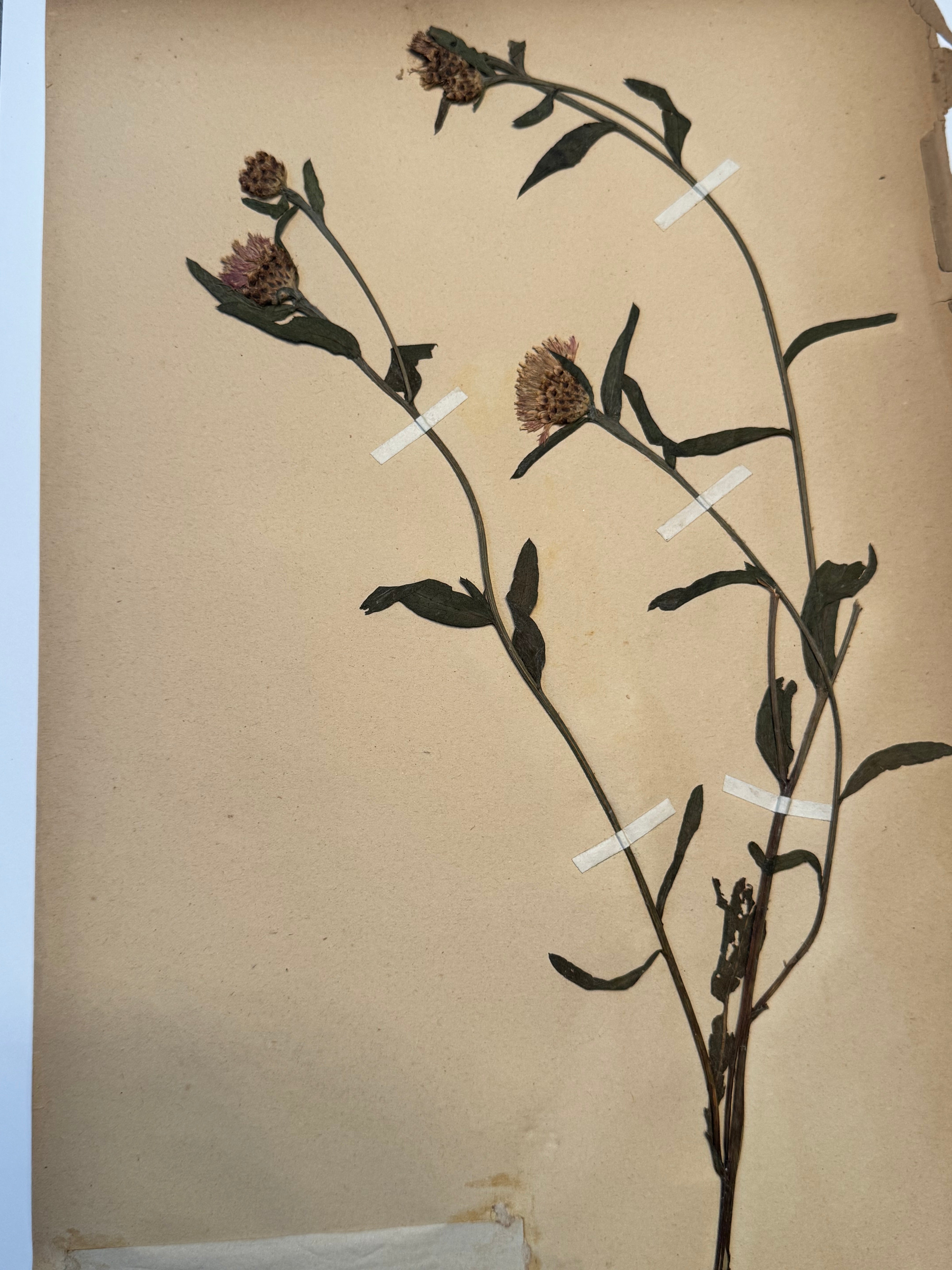 Composée 12
