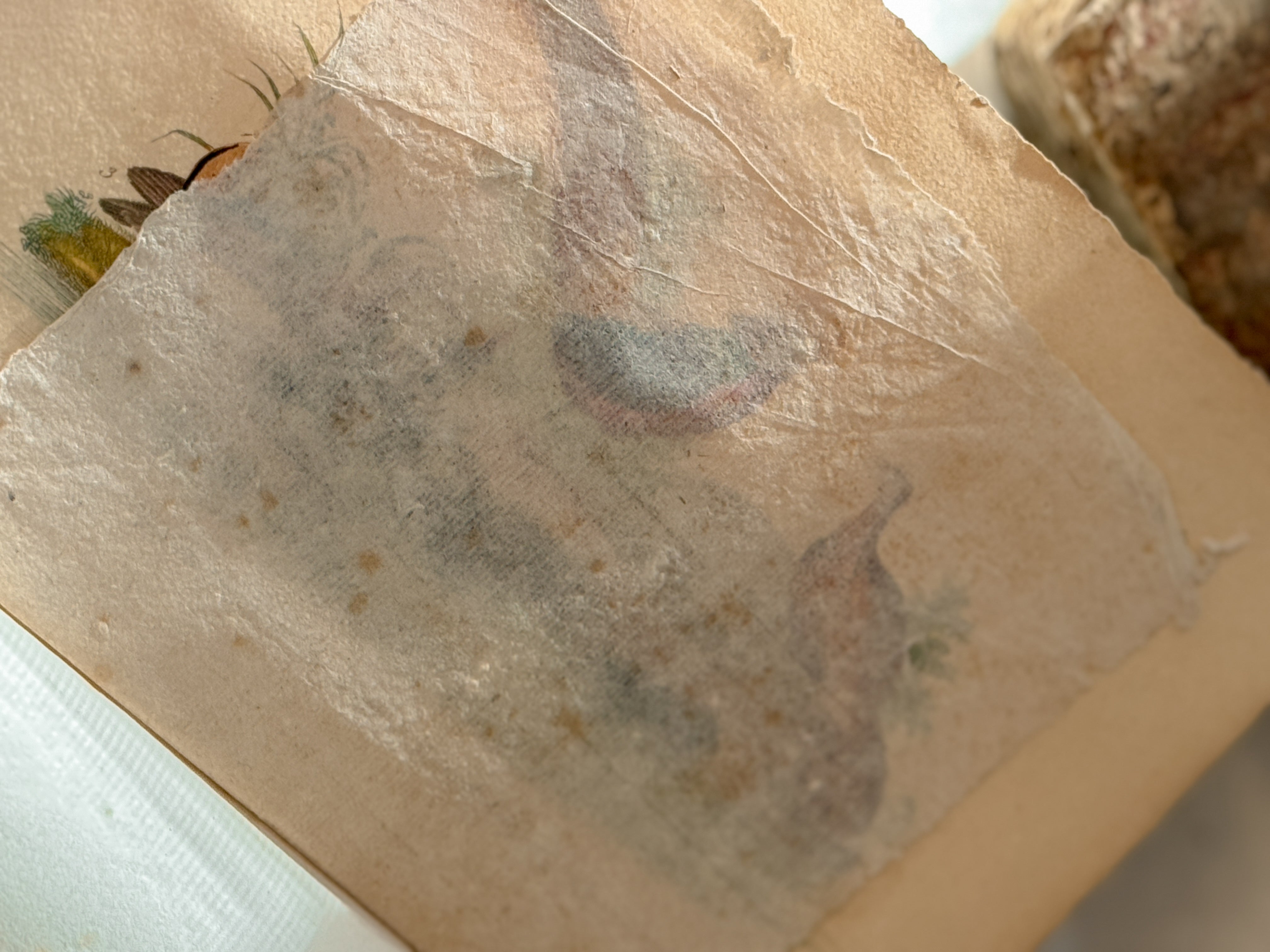 Antique French Natural History Book with Hand-Colored Plates, Lettres à Sophie, Paris 1822