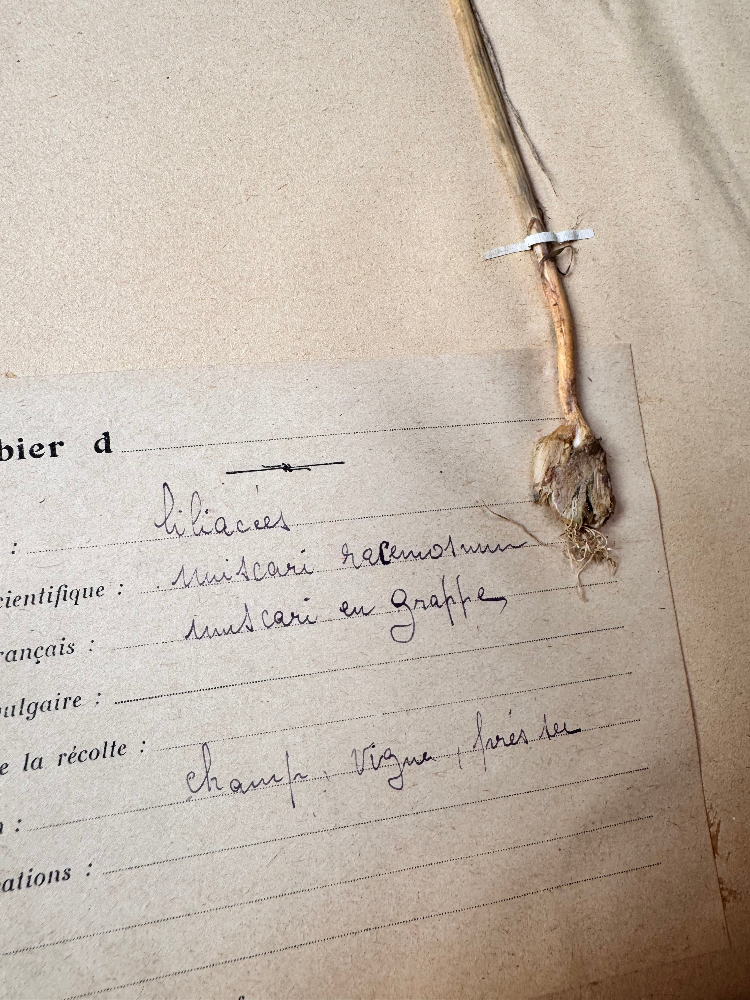 Herbarium lil 2