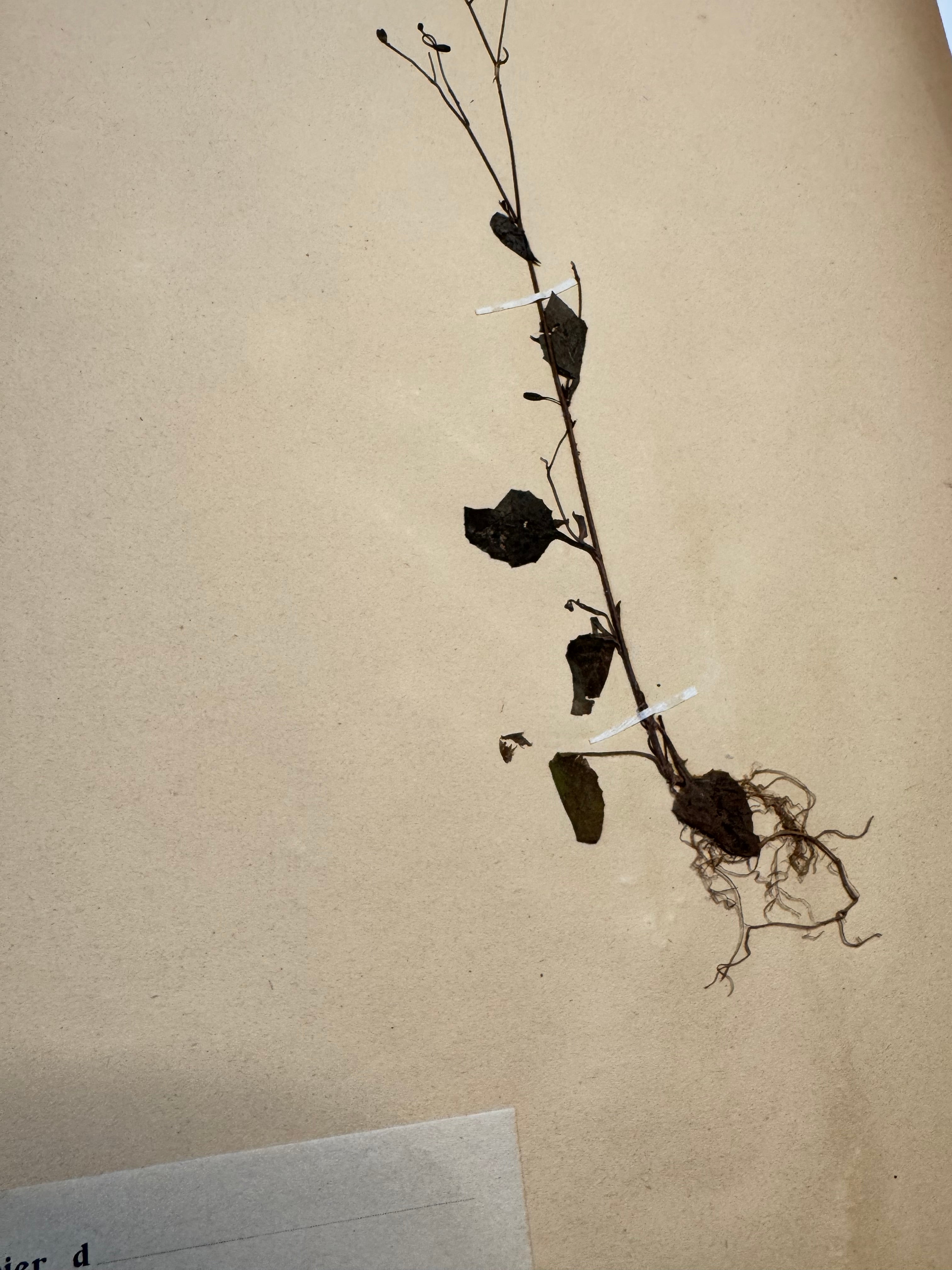 Composée 16