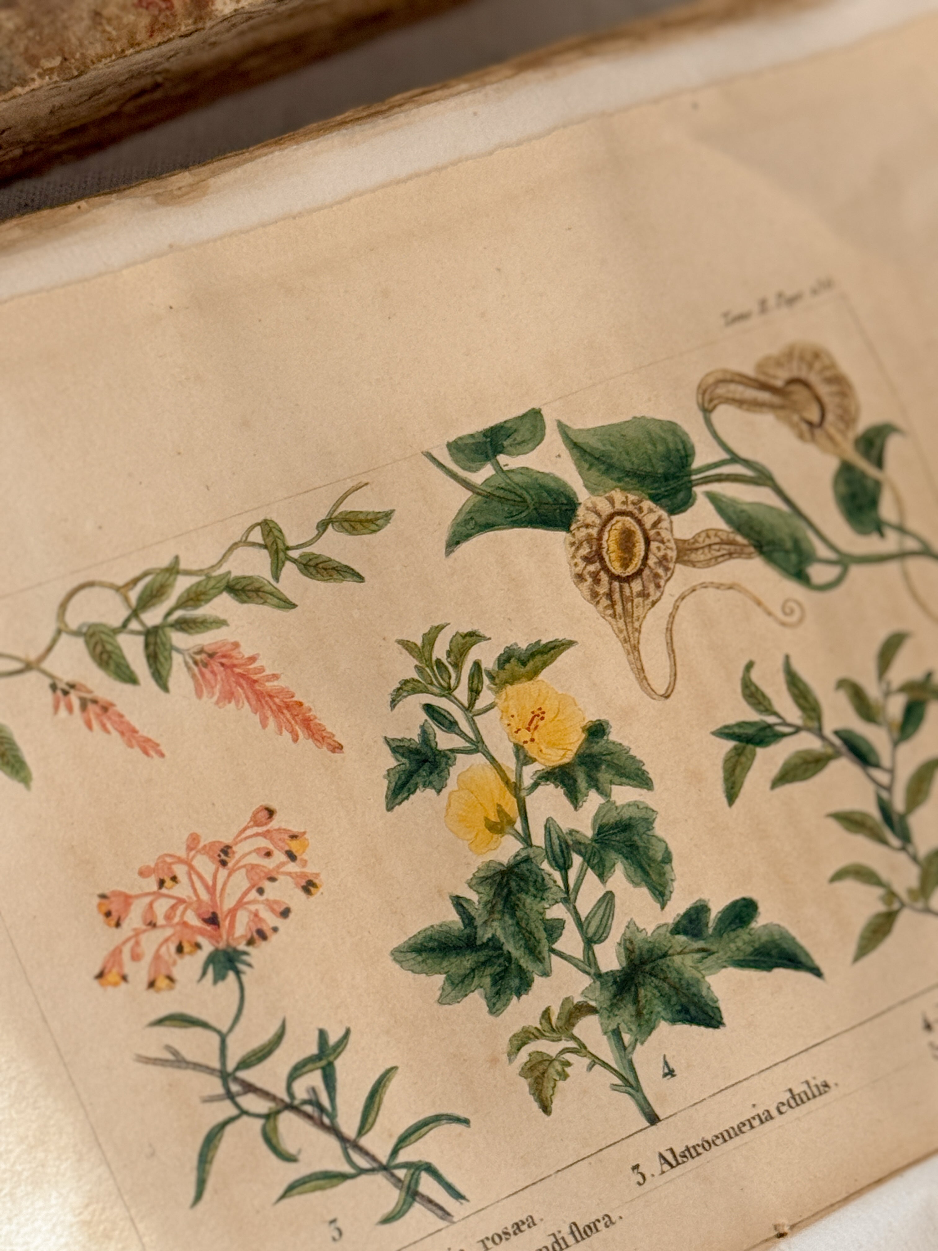 Antique French Natural History Book with Hand-Colored Plates, Lettres à Sophie, Paris 1822