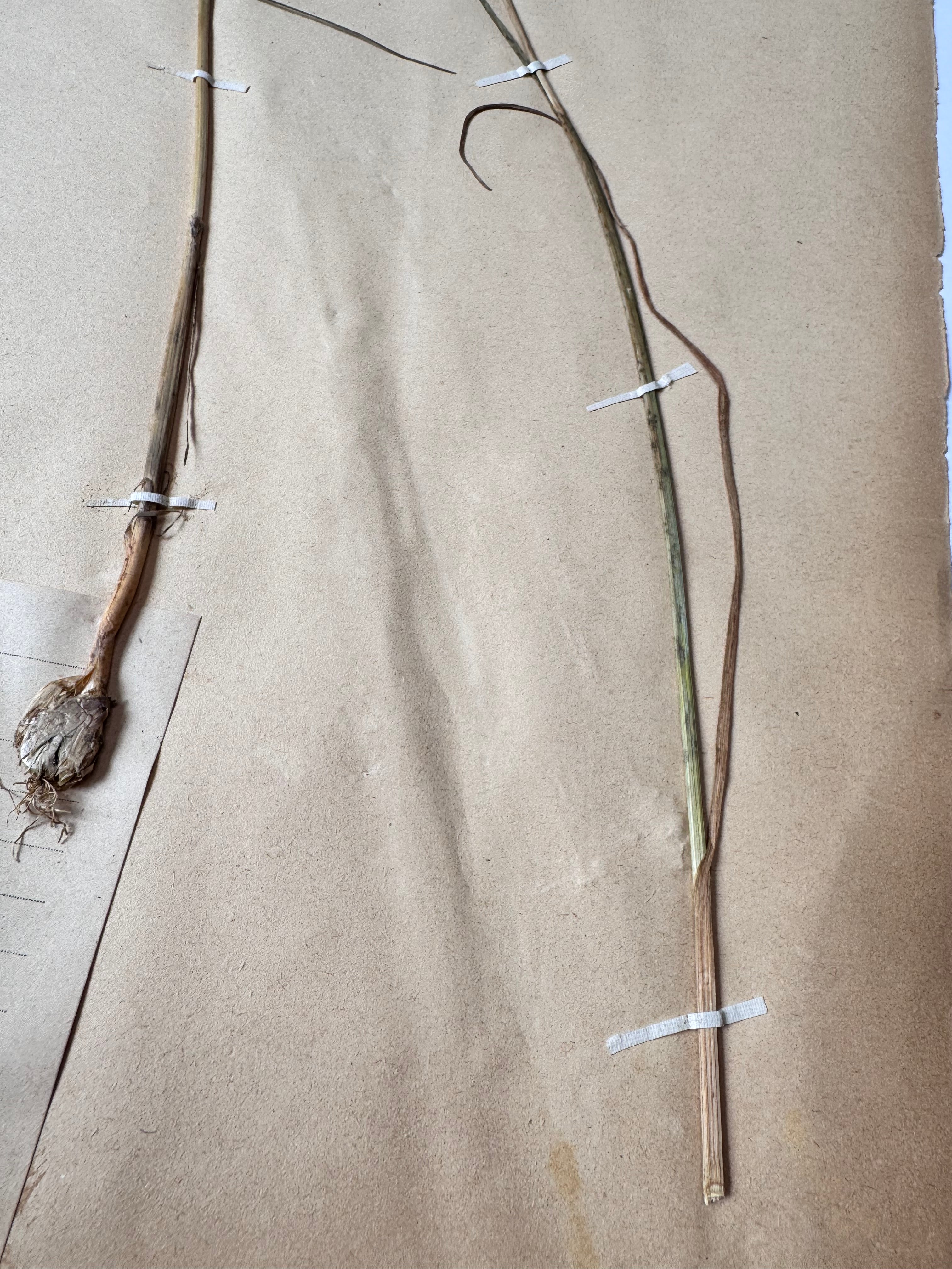 Herbarium lil 2