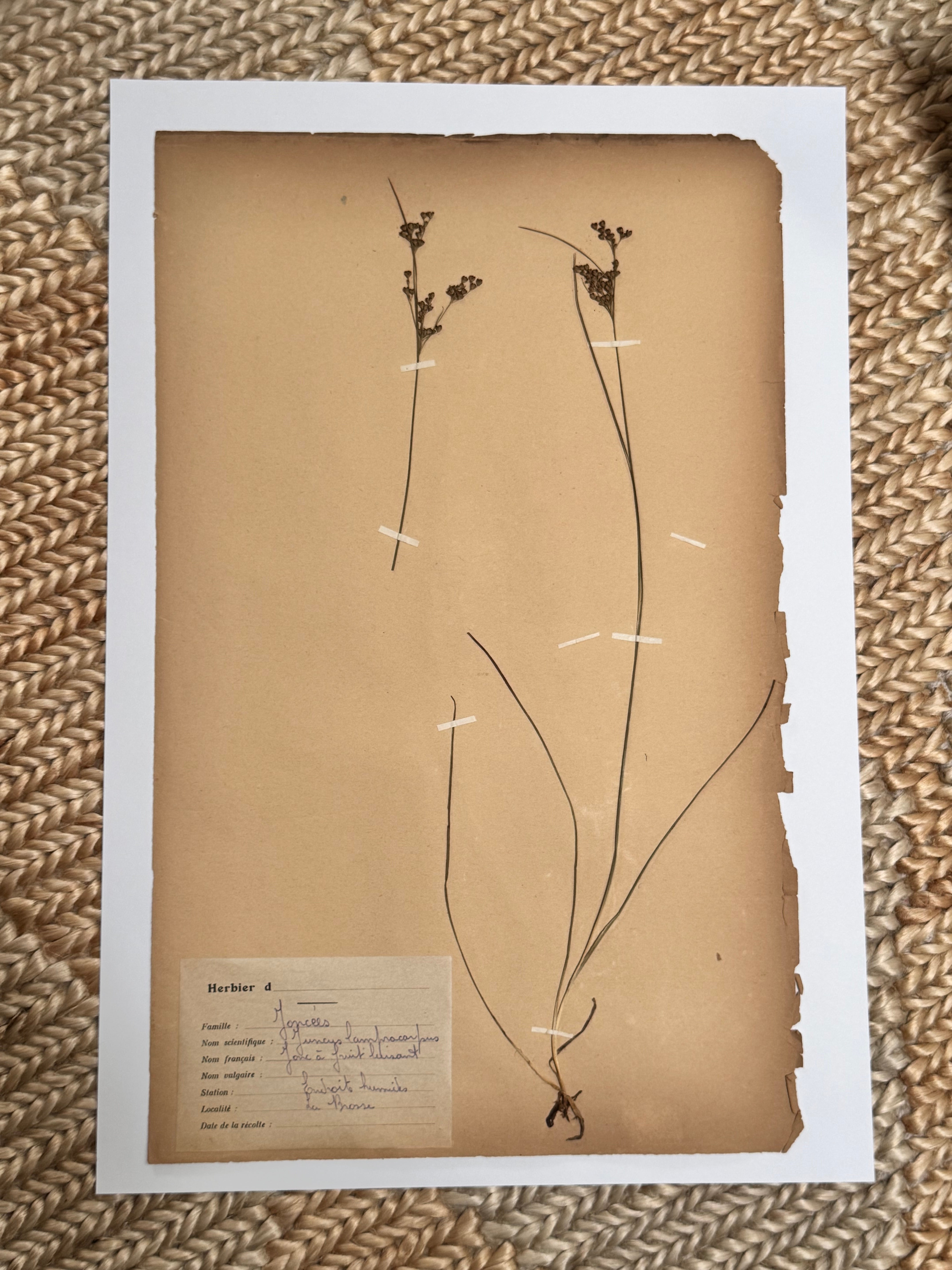 Herbarium jo 1