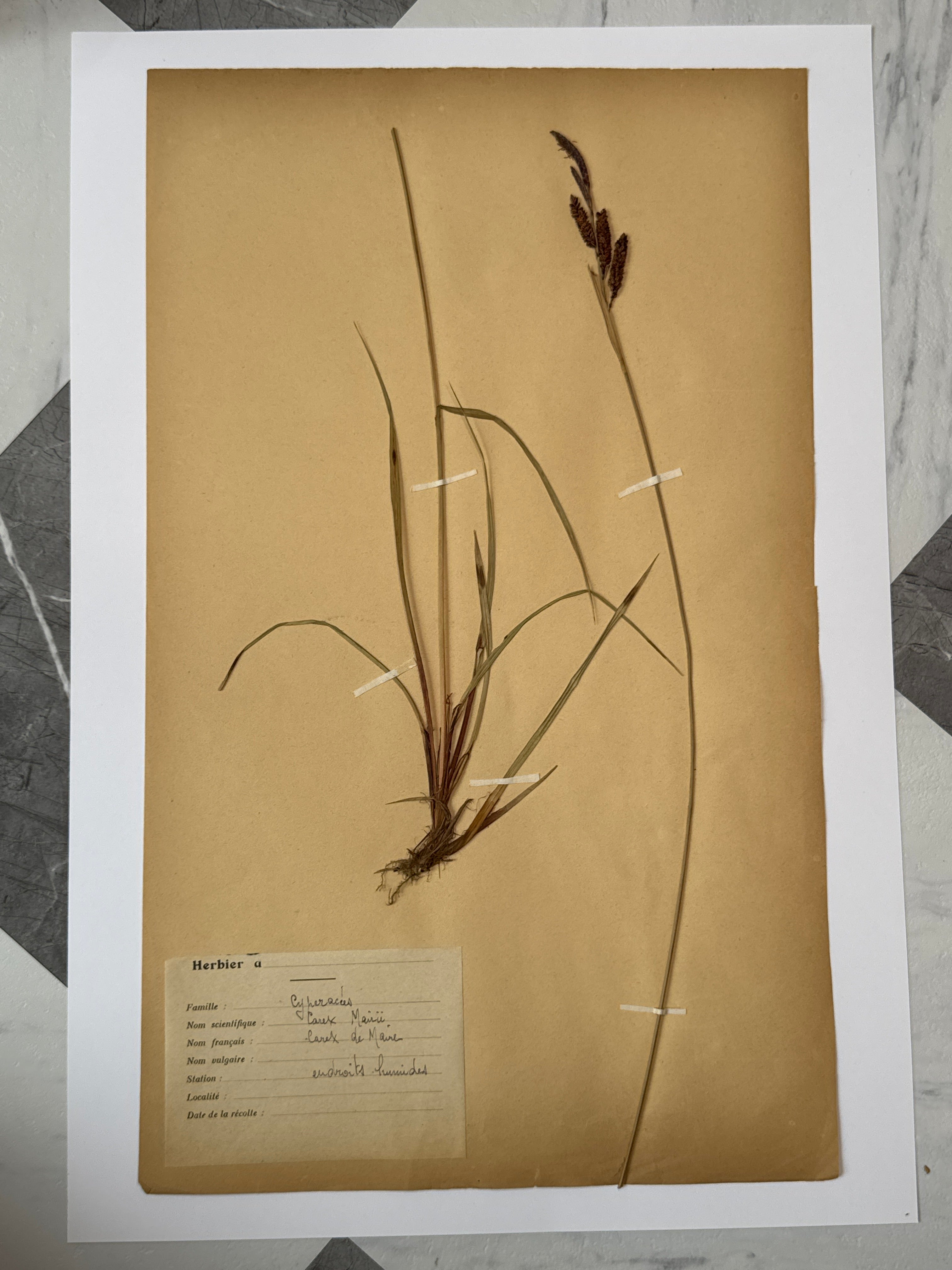 Herbarium Cy