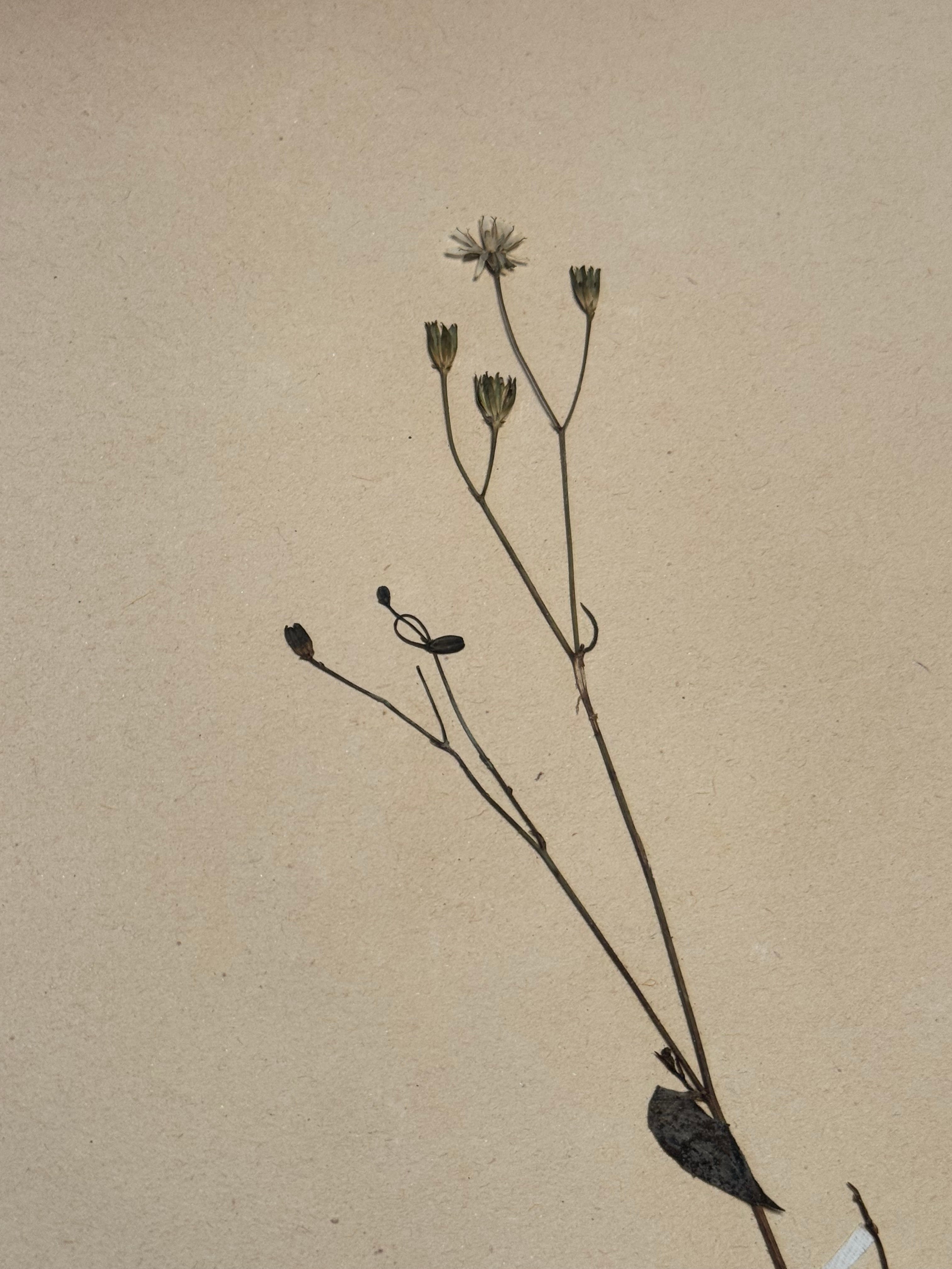 Composée 16