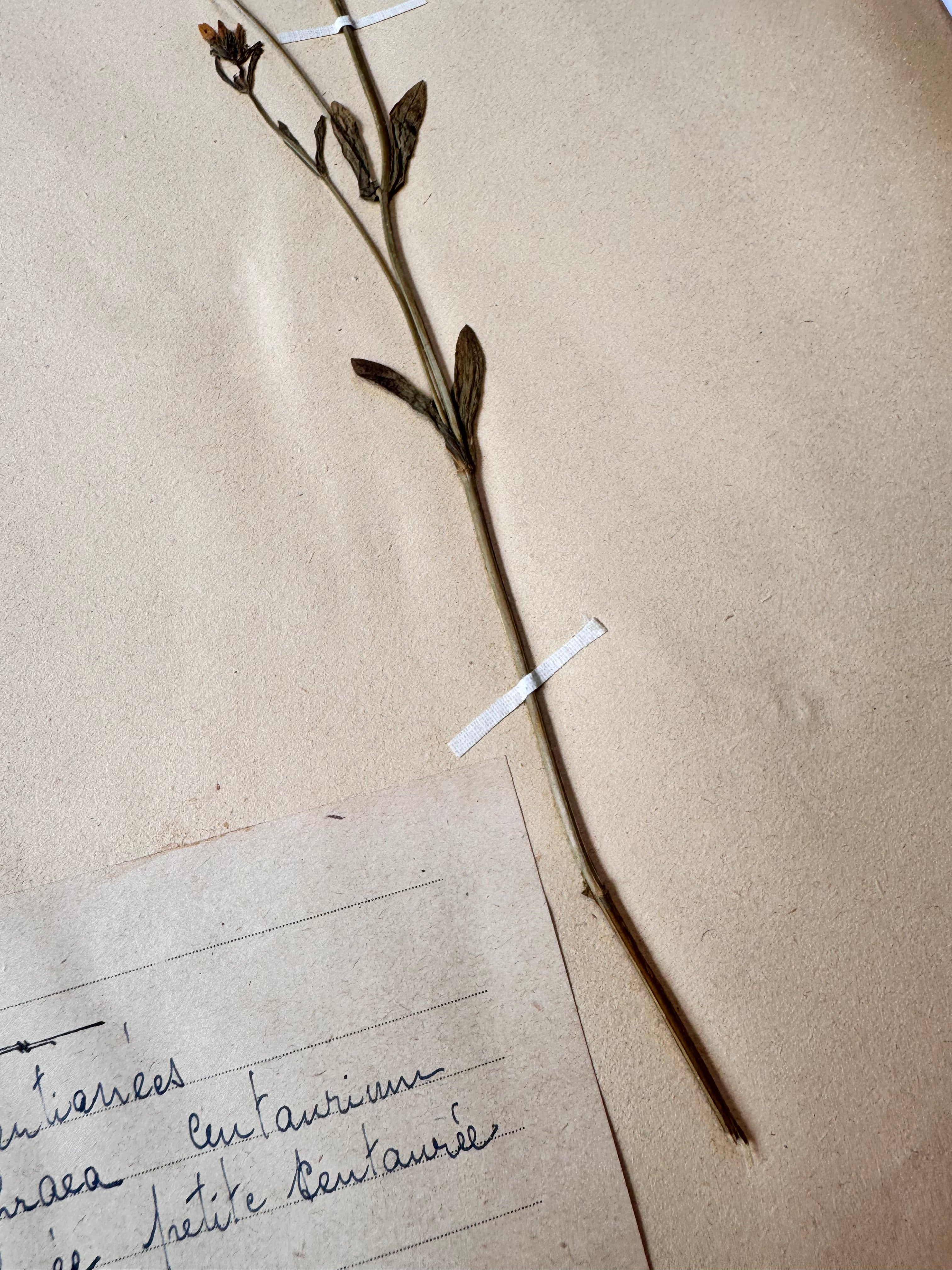 Herbarium Gen 1