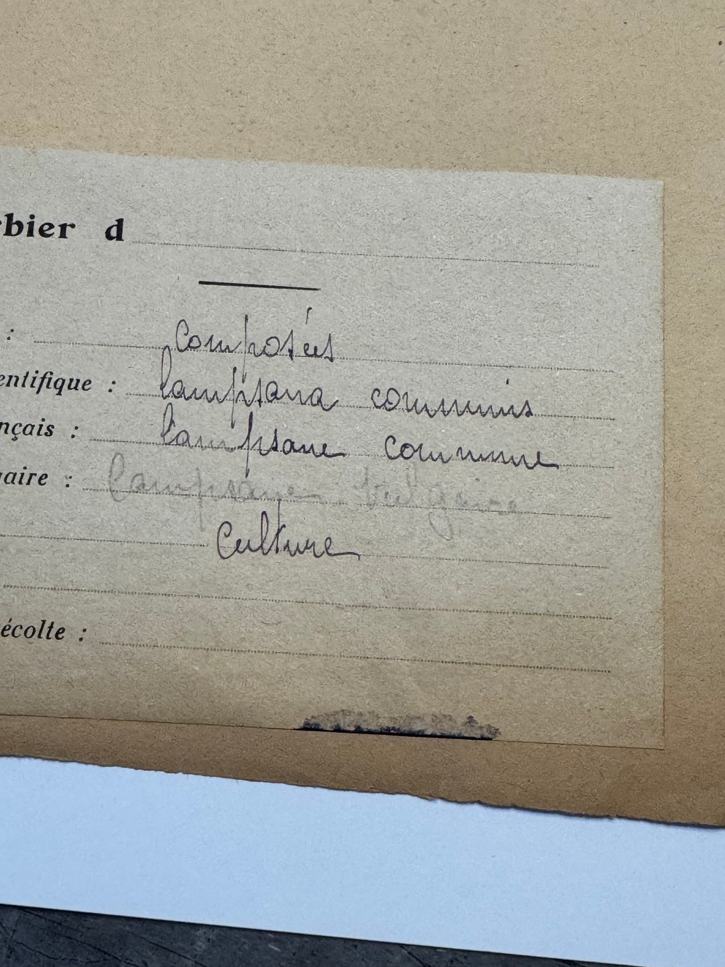 Composée 16