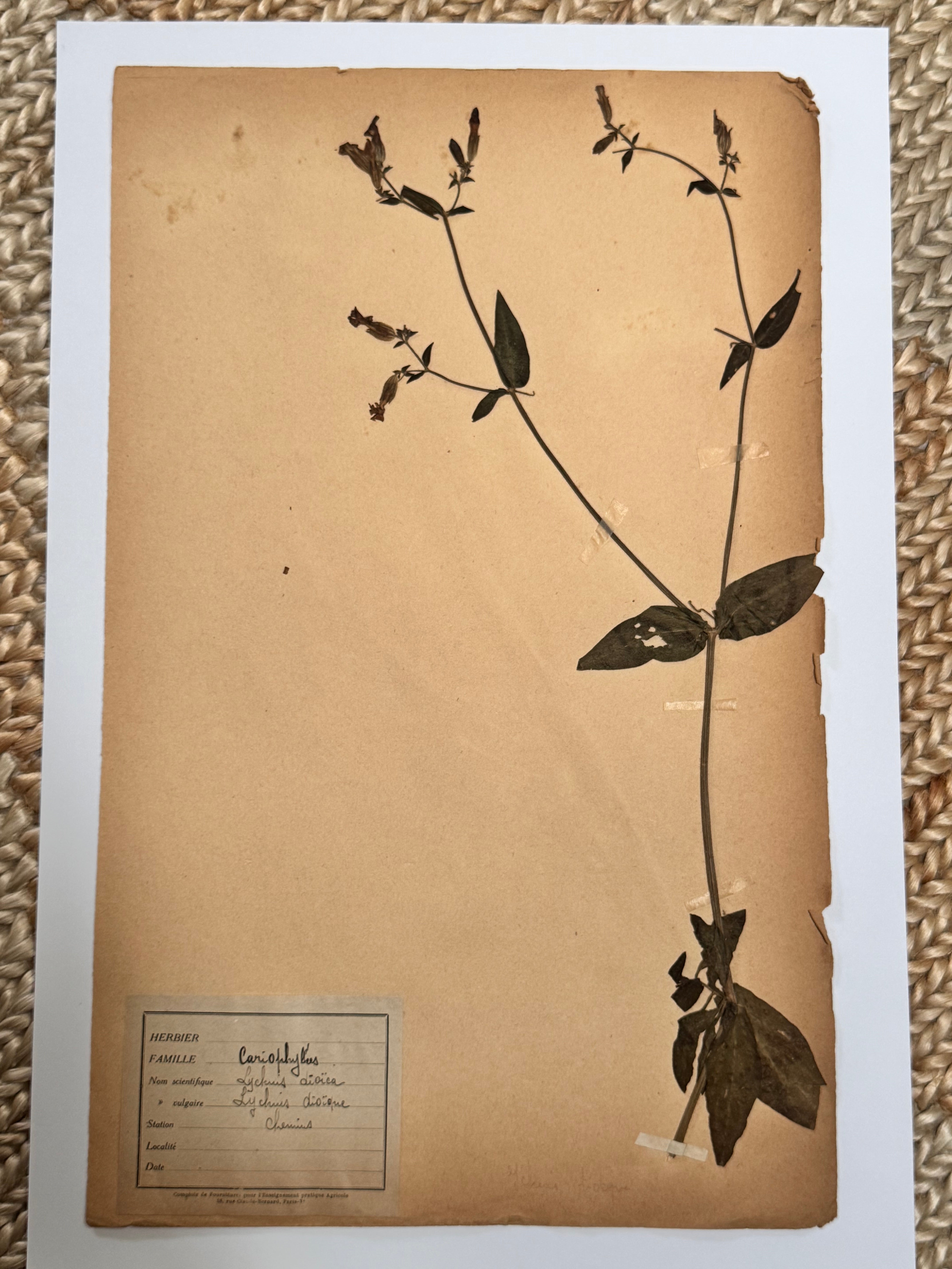 Herbarium Car 2