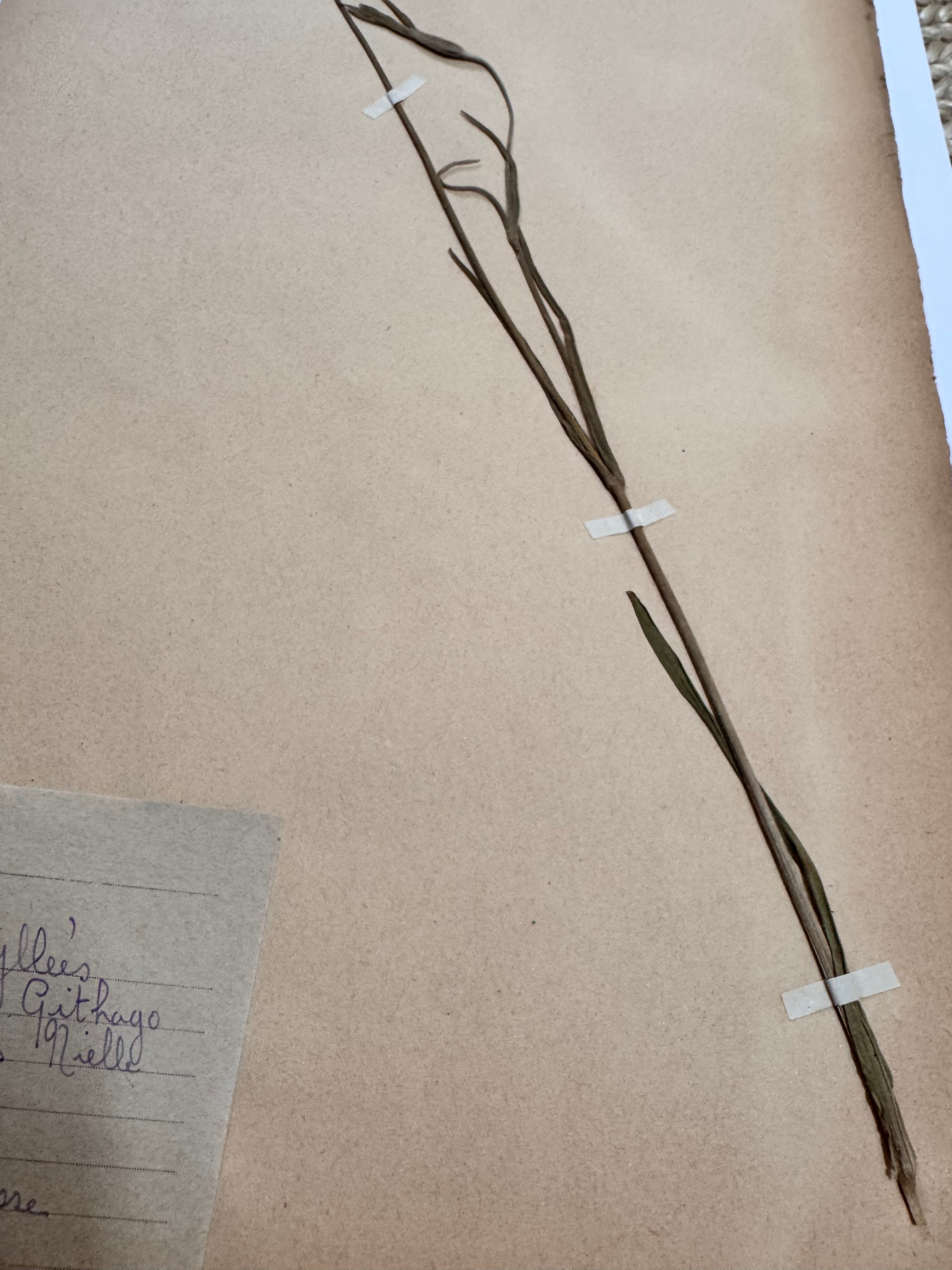 Herbarium Car 1