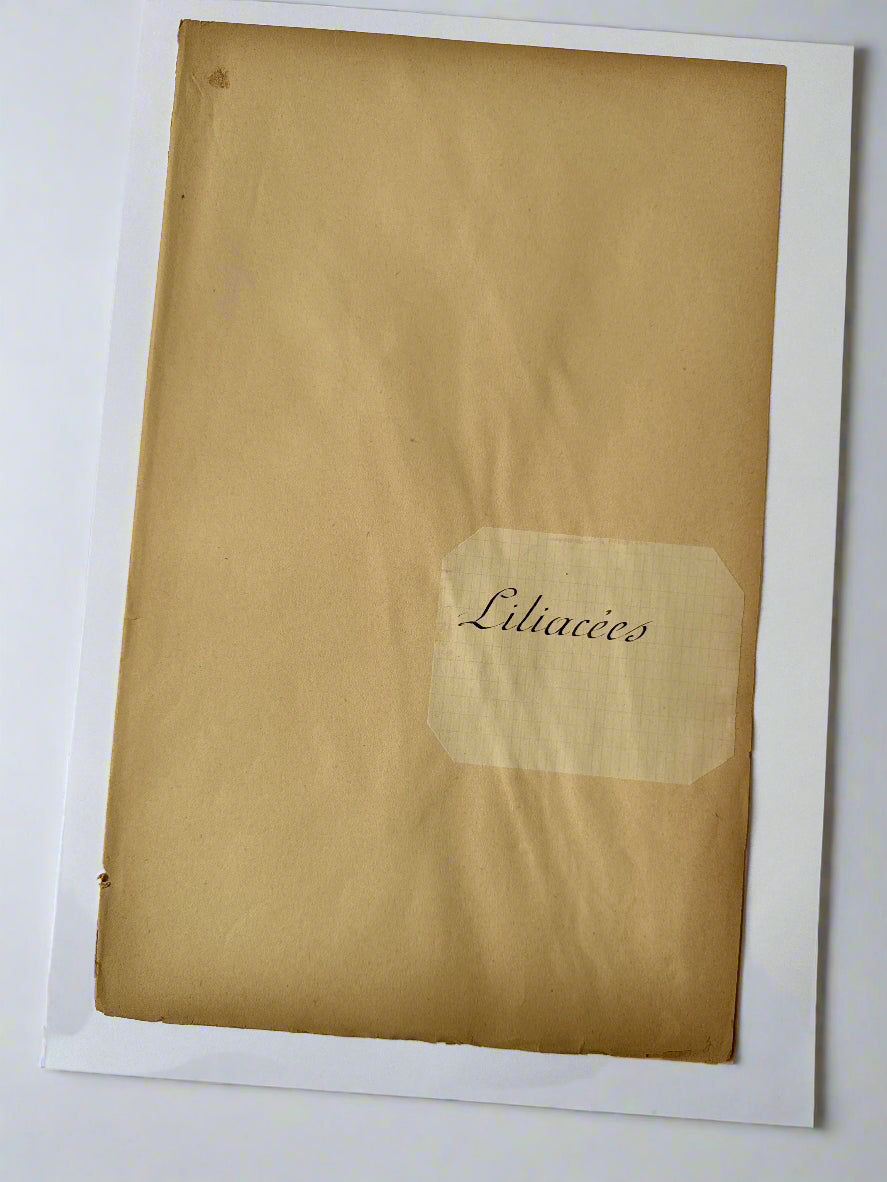 Herbarium Lil folder