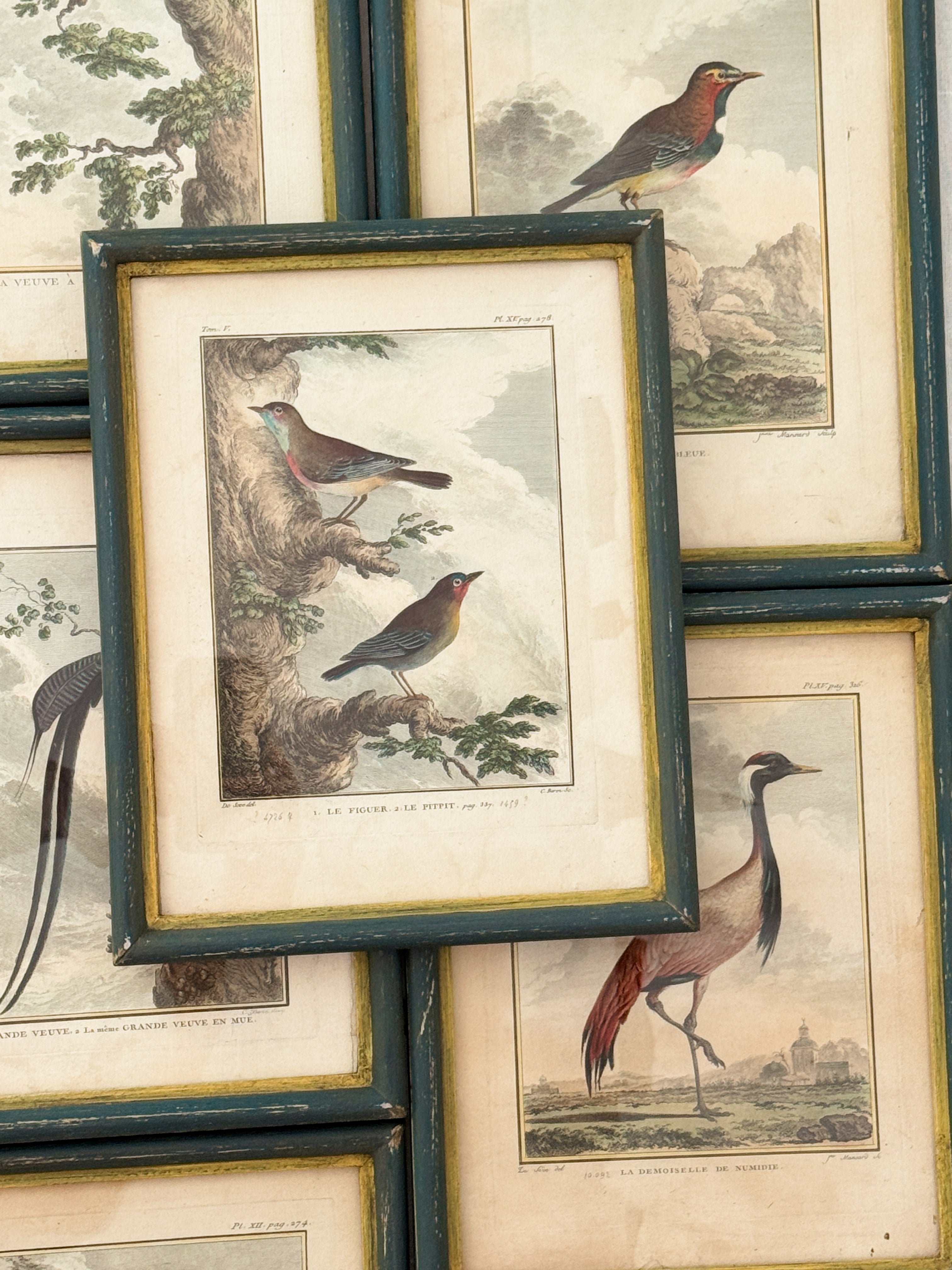 Antique French de Buffon Bird Engraving, Le Figuier et Le Pitpit, Hand Colored, 18th Century