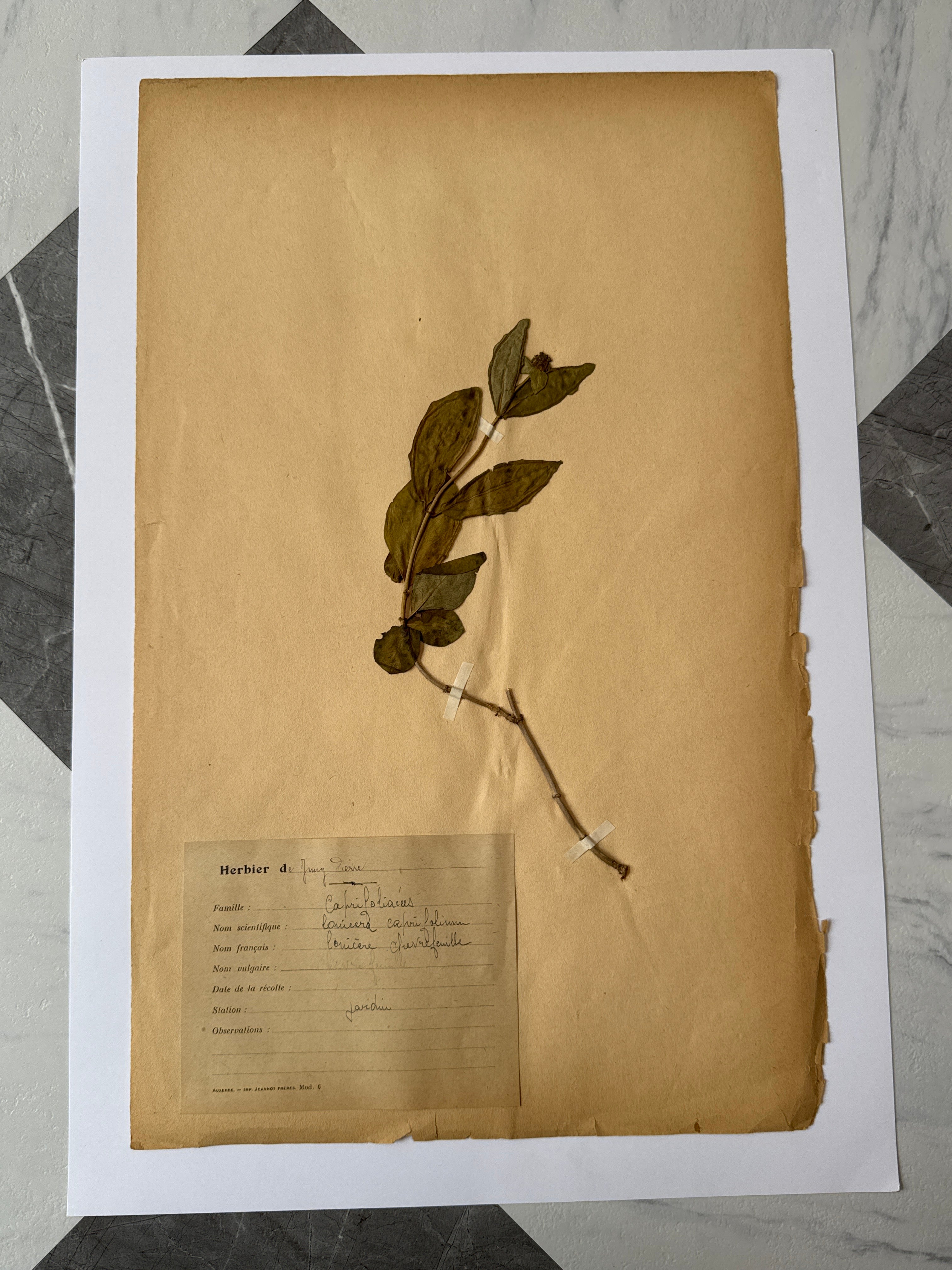 Herbarium Ca 1