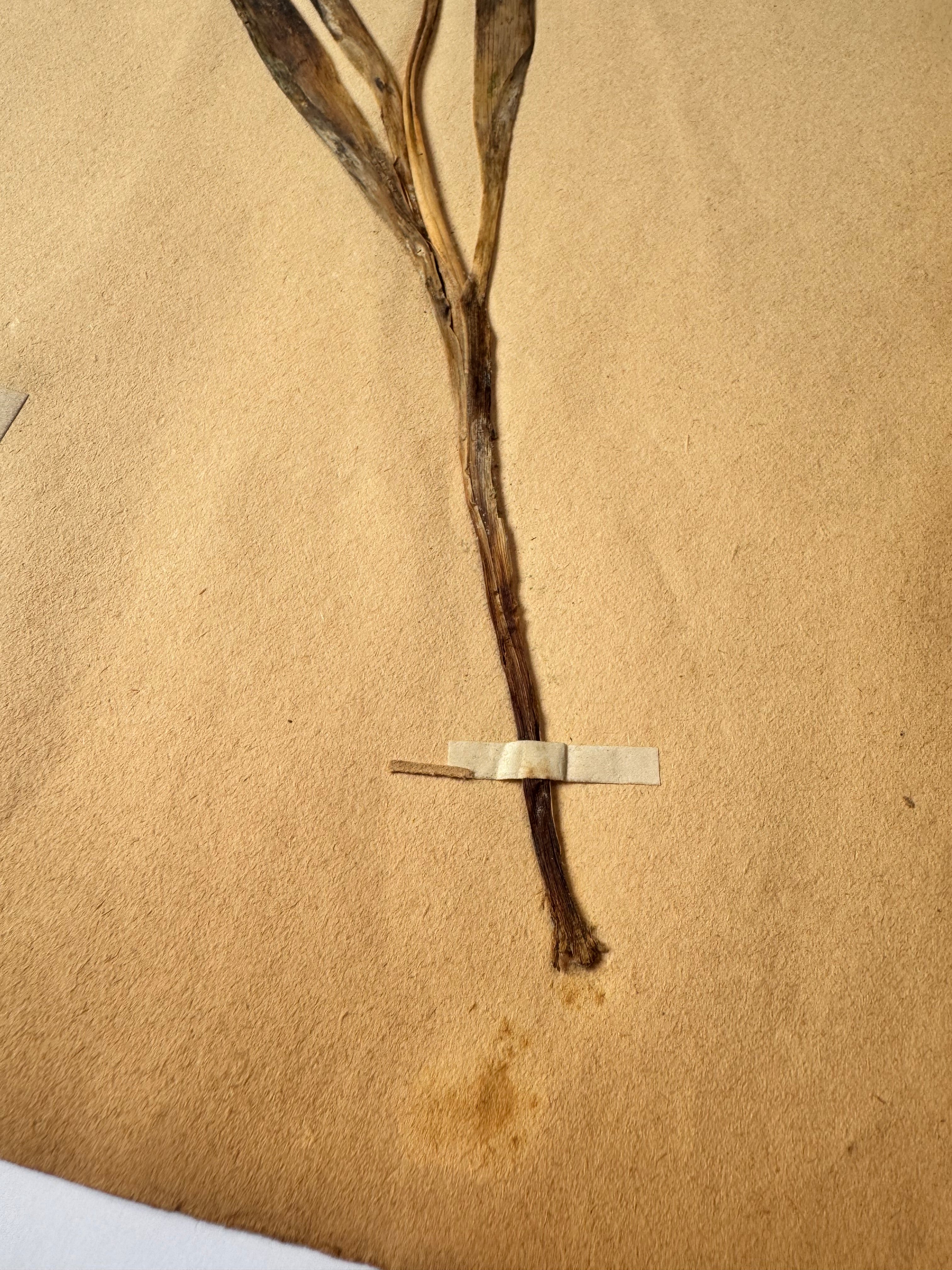 Herbarium lil 3