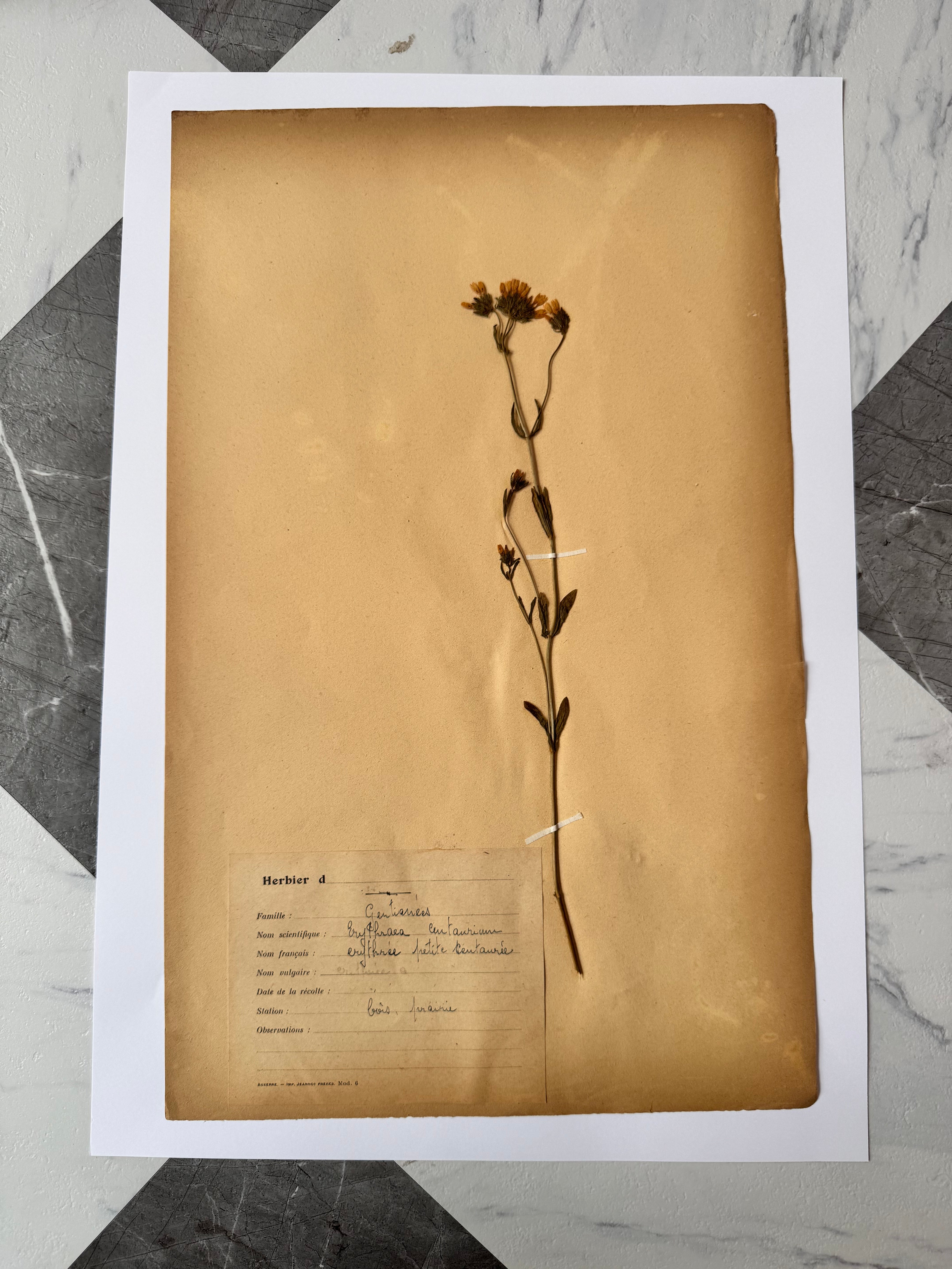Herbarium Gen 1
