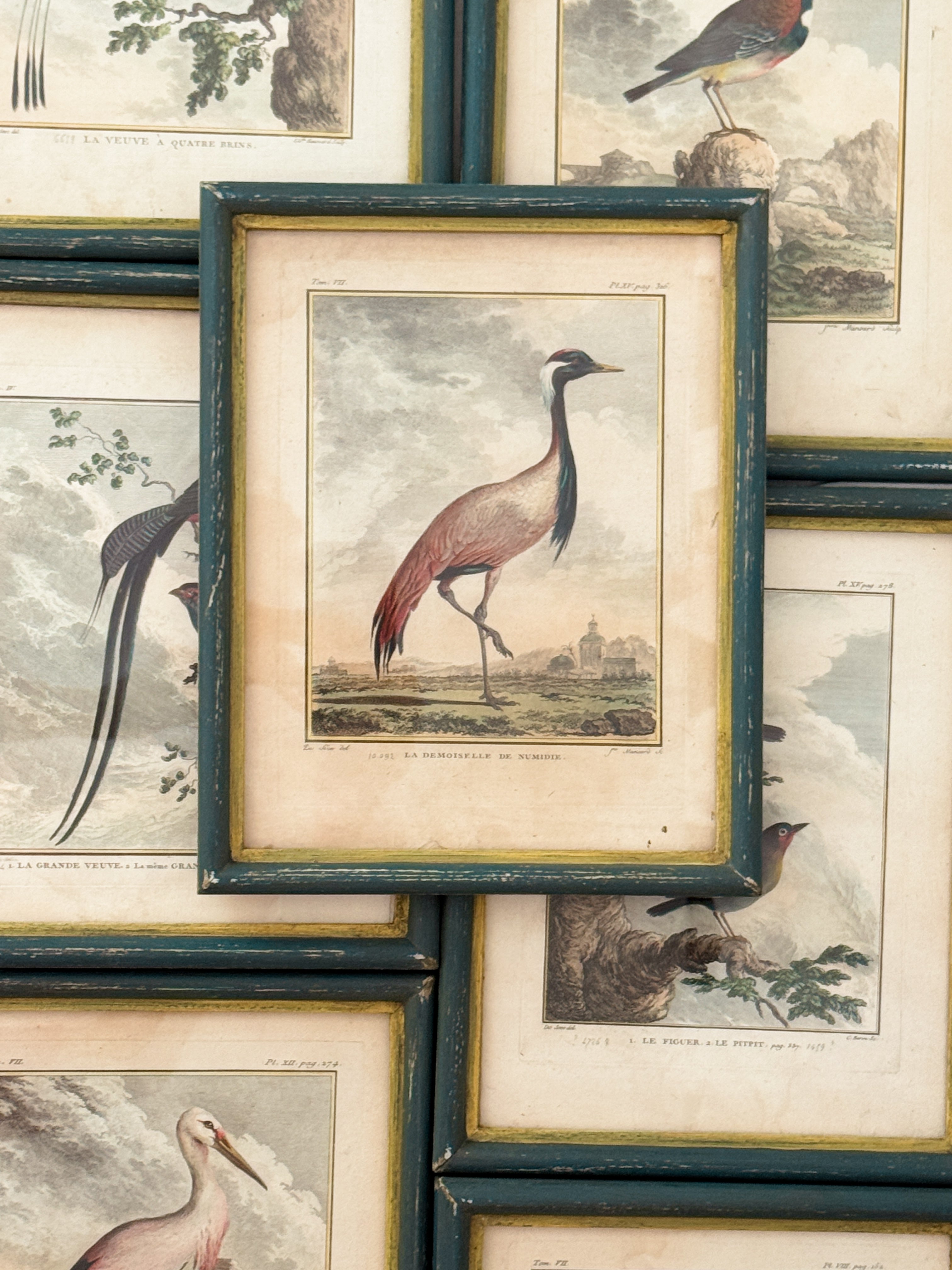 Antique French de Buffon Bird Engraving, La Demoiselle de Numidie, Hand Colored, 18th Century