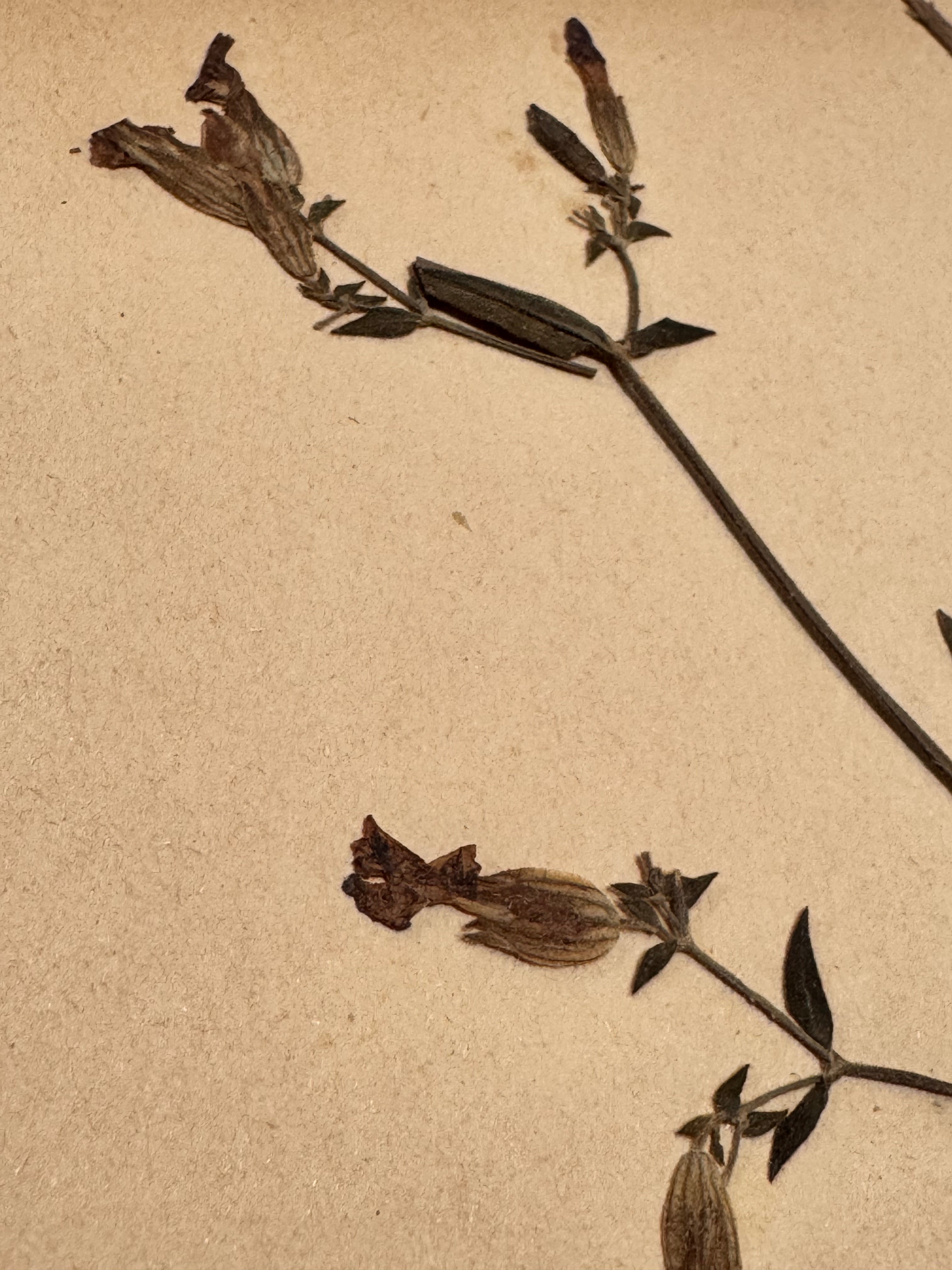 Herbarium Car 2