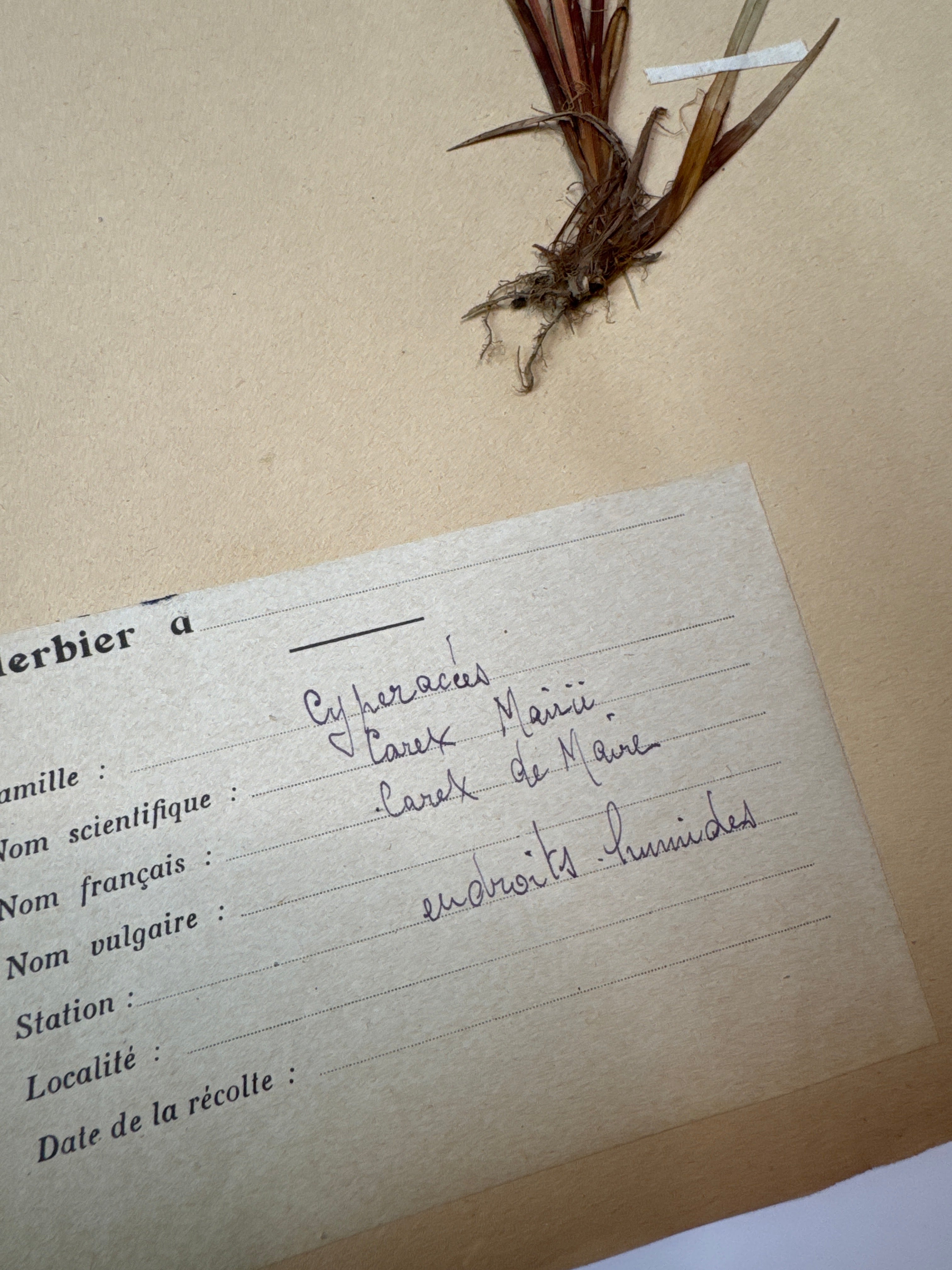 Herbarium Cy