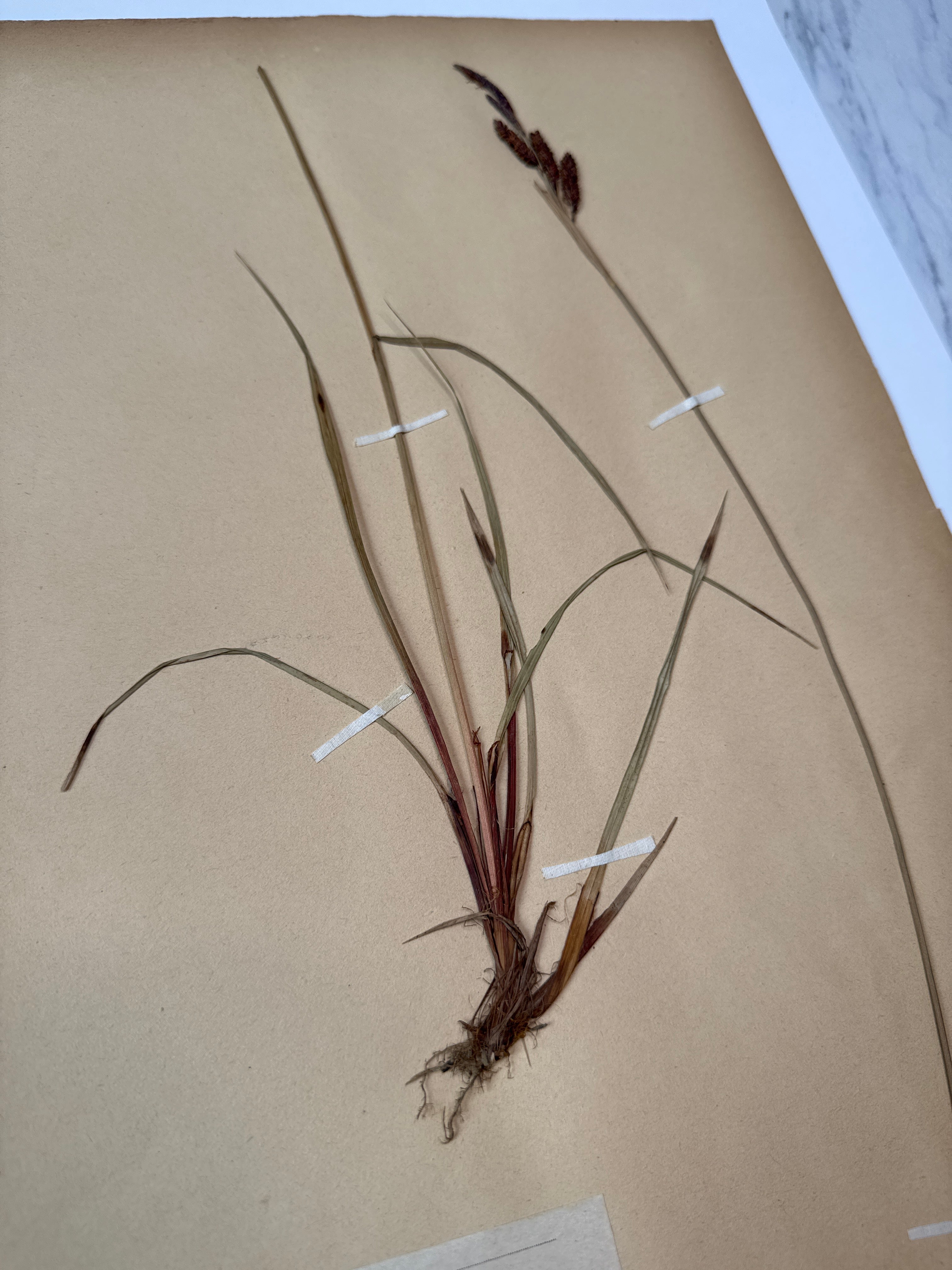 Herbarium Cy
