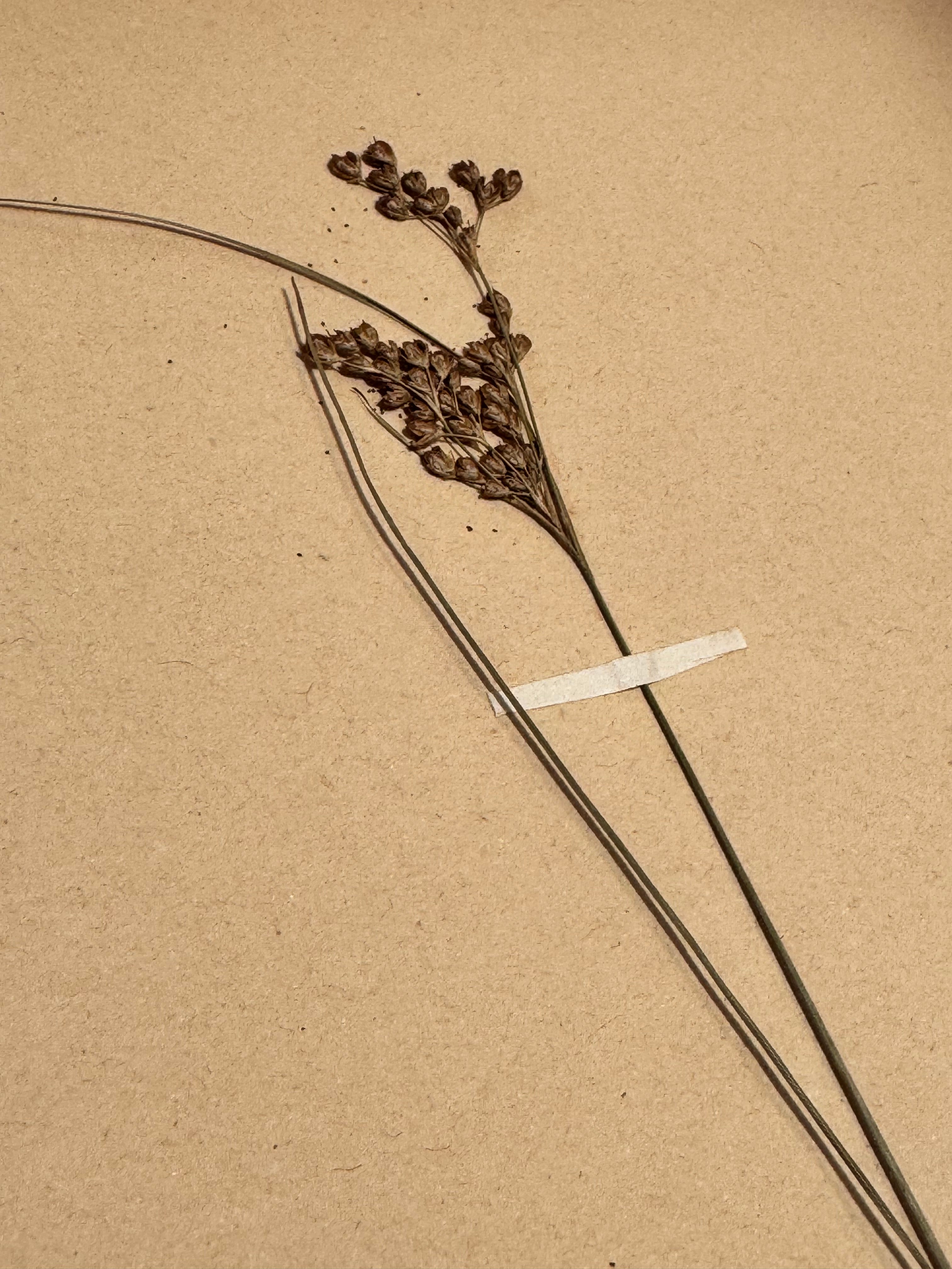 Herbarium jo 1