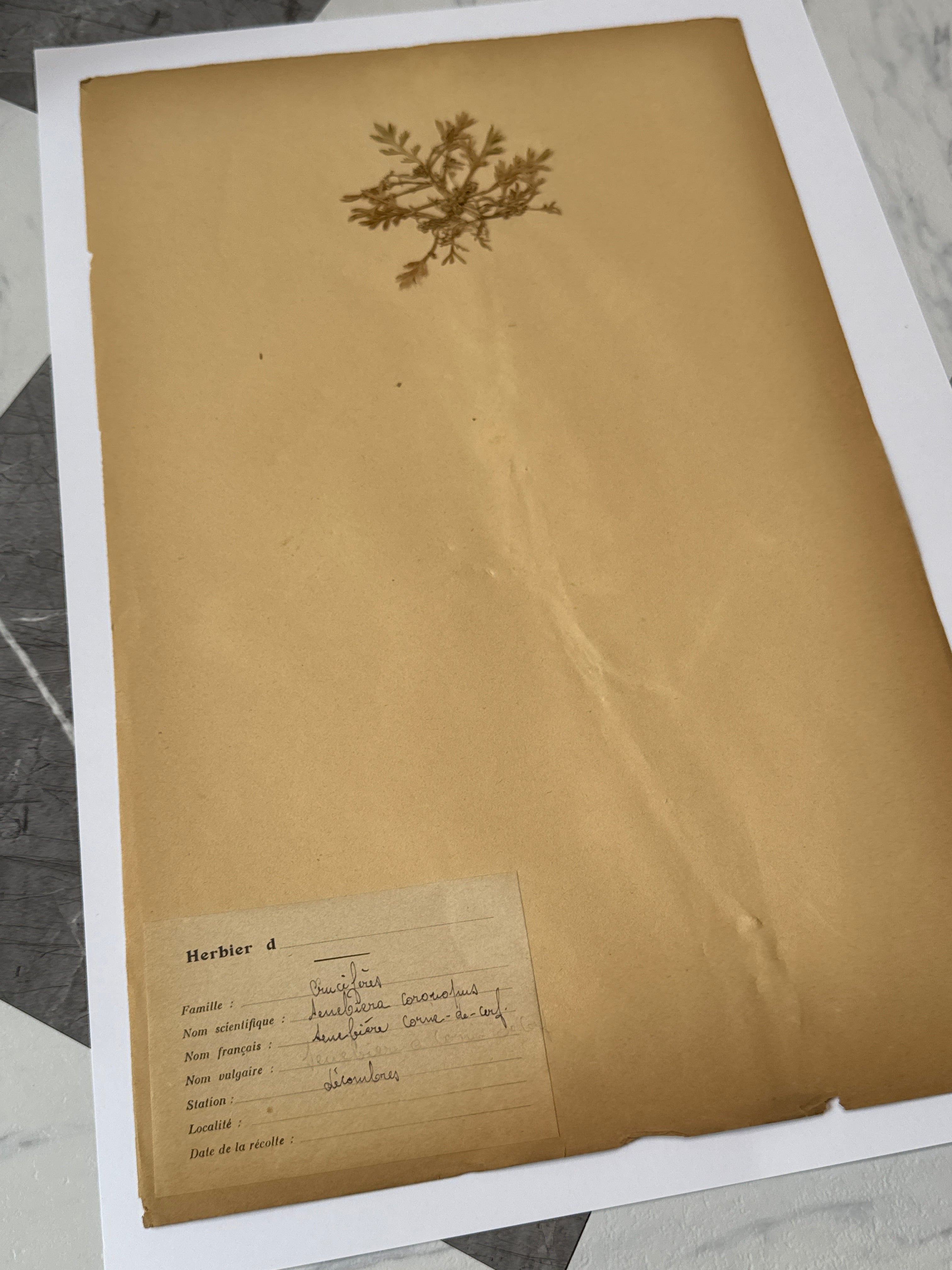 Herbarium Cr 1