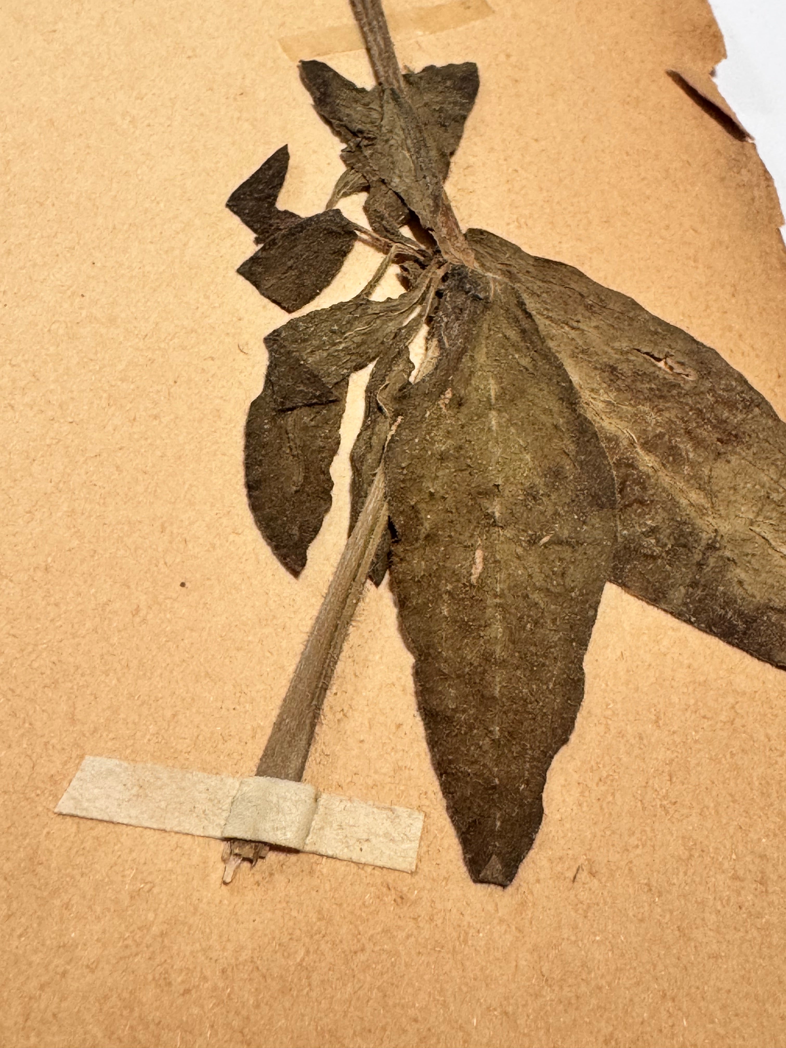 Herbarium Car 2