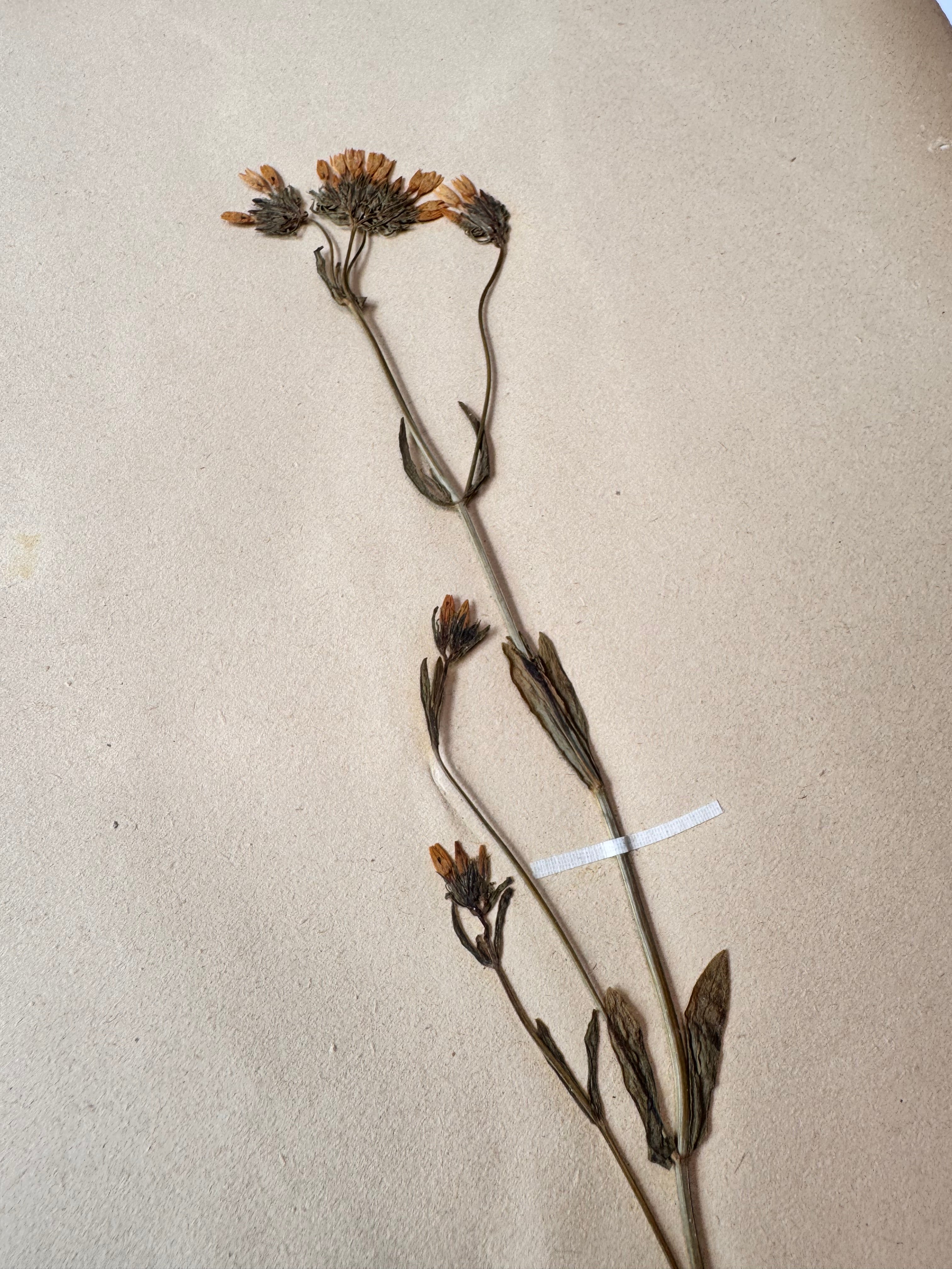 Herbarium Gen 1