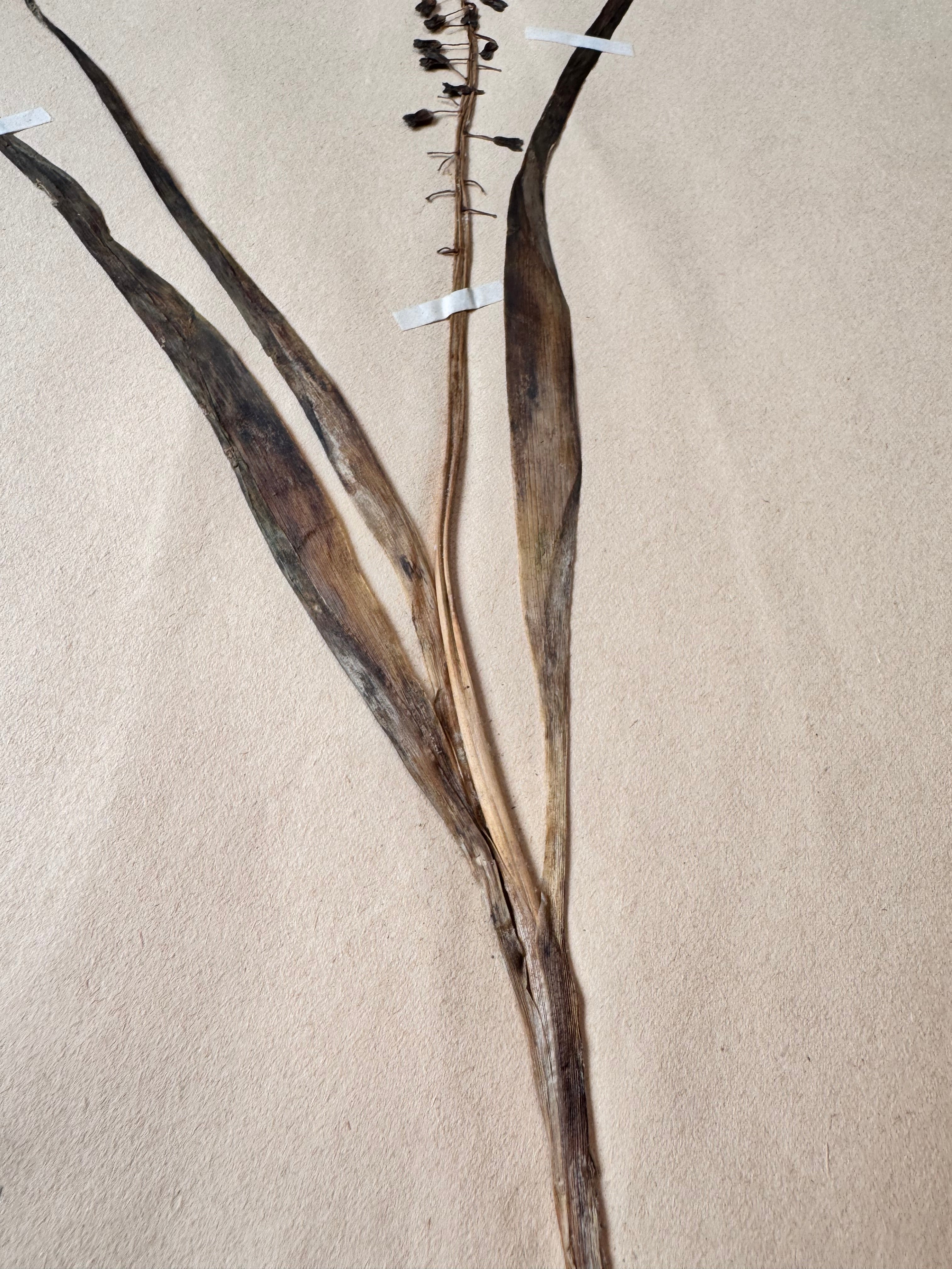 Herbarium lil 3