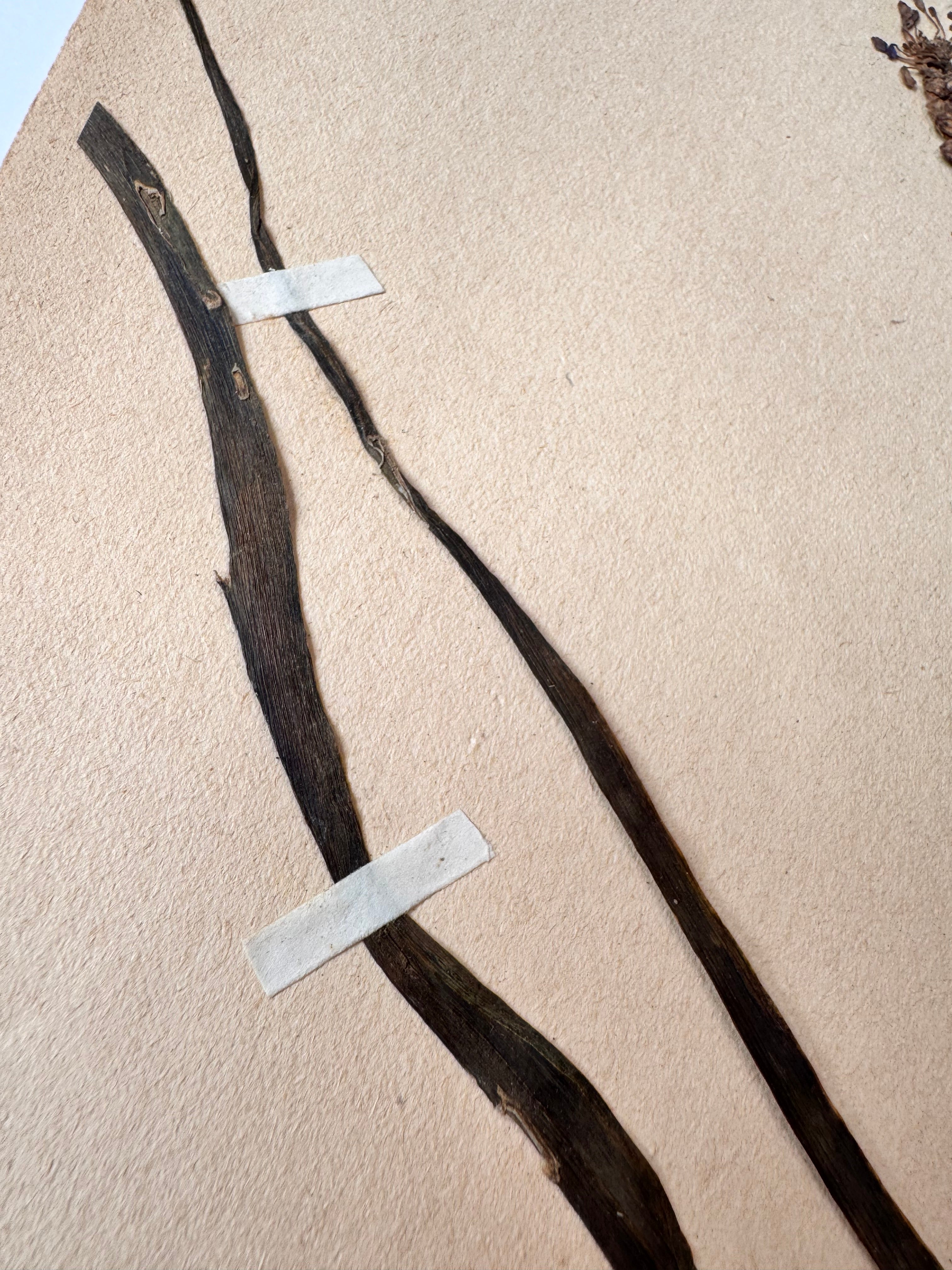 Herbarium lil 3