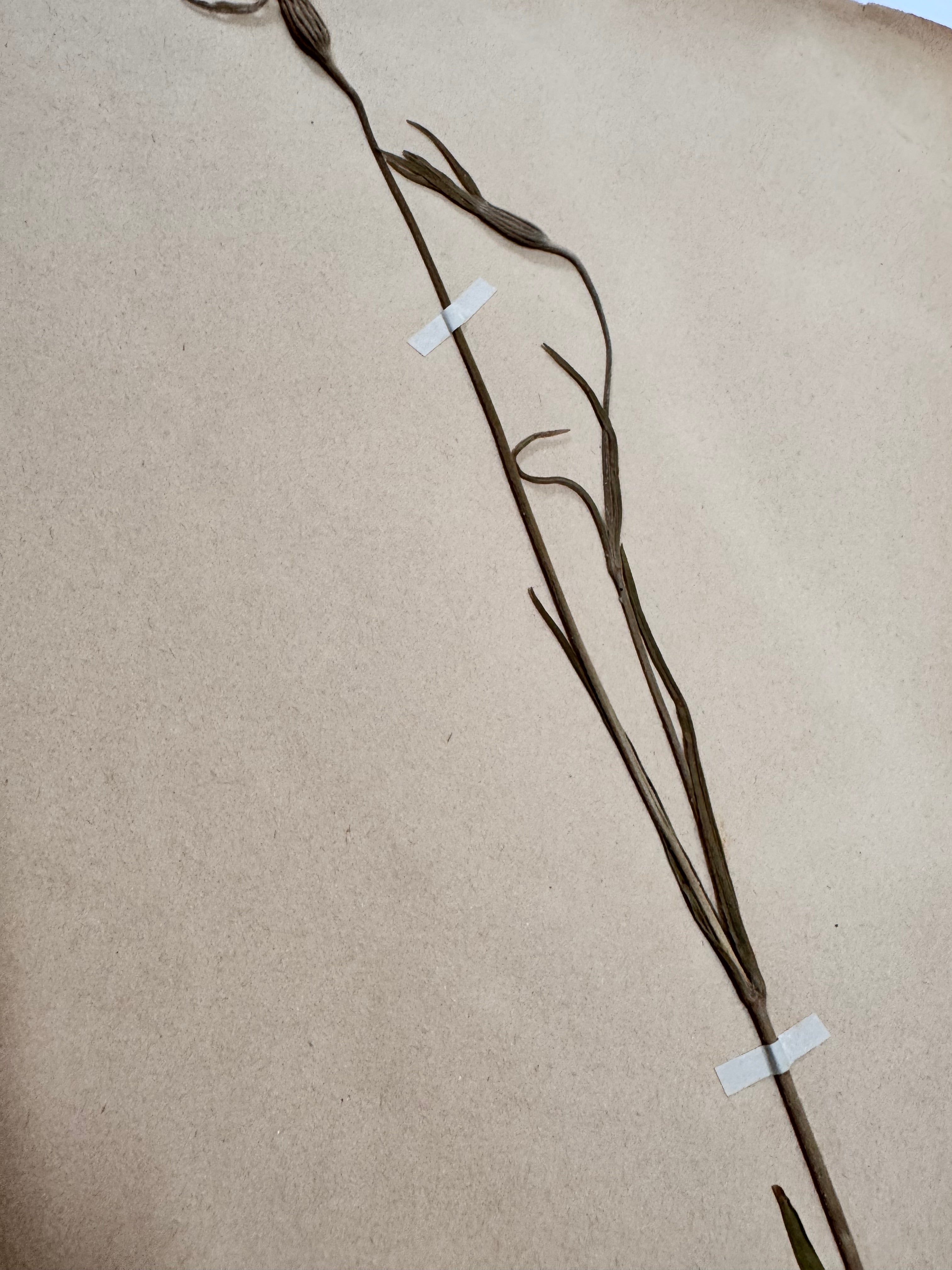 Herbarium Car 1