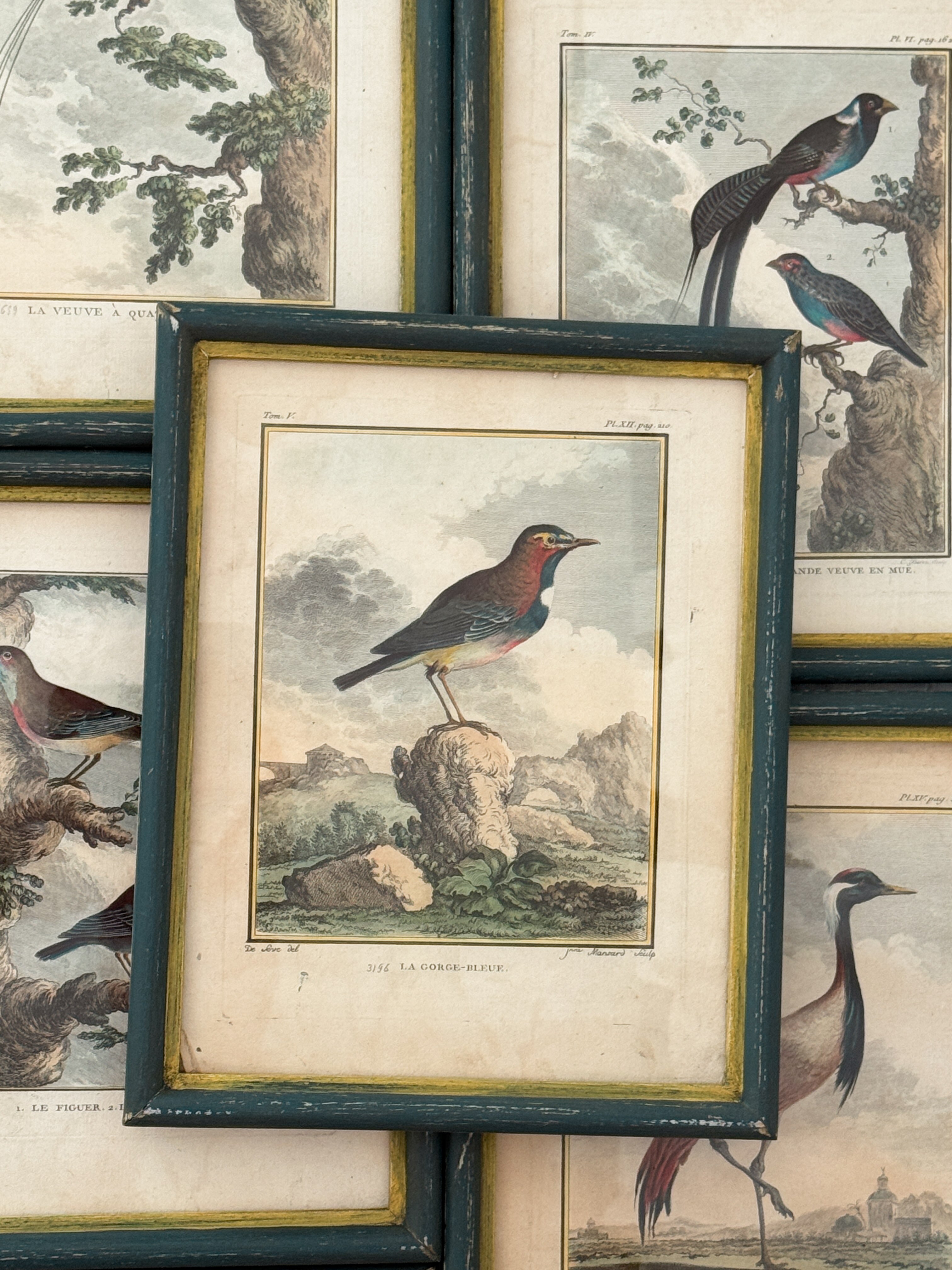 Antique French de Buffon Bird Engraving, La Gorge-Bleue, Hand Colored, 18th Century