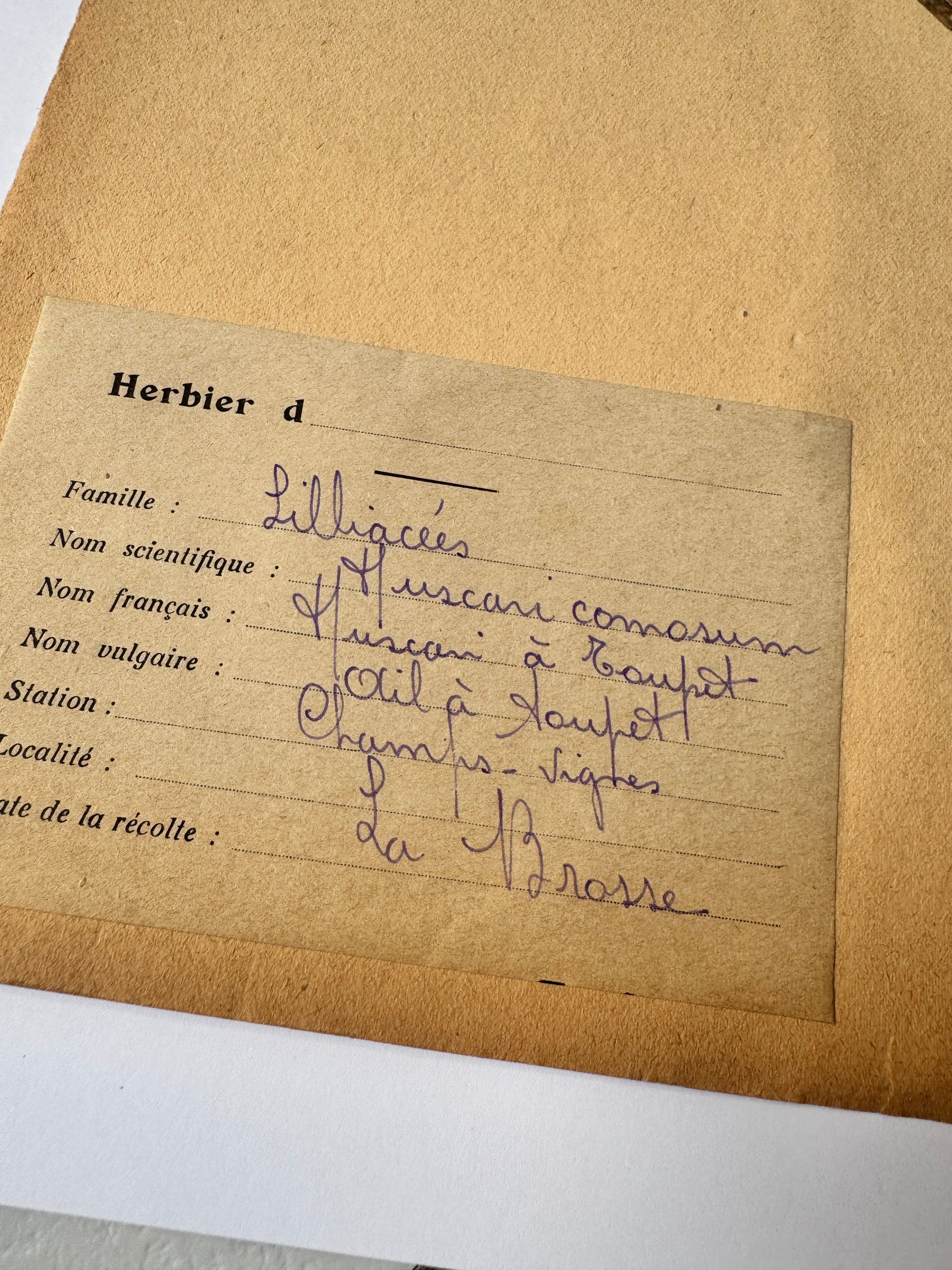 Herbarium lil 3