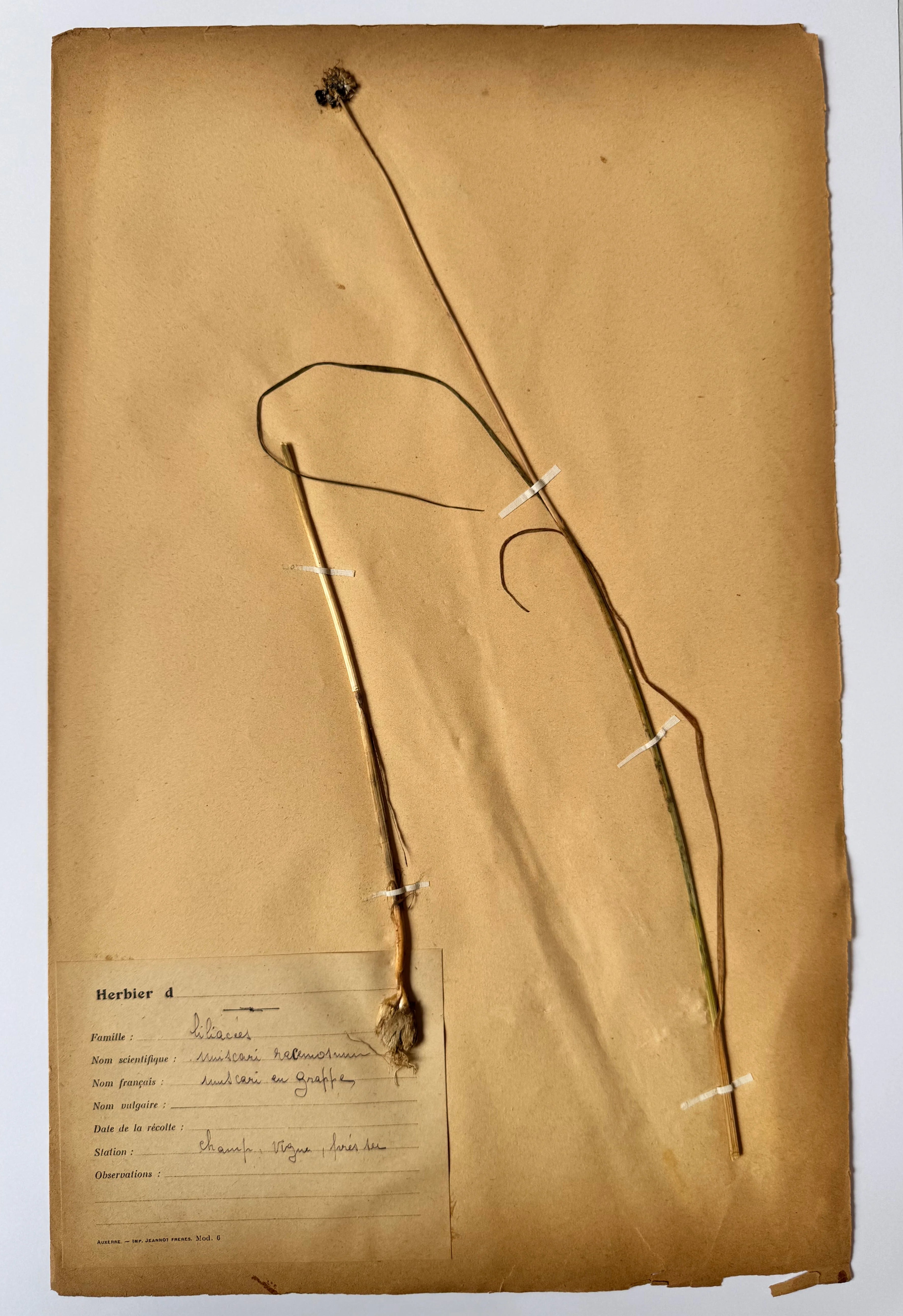 Herbarium lil 2