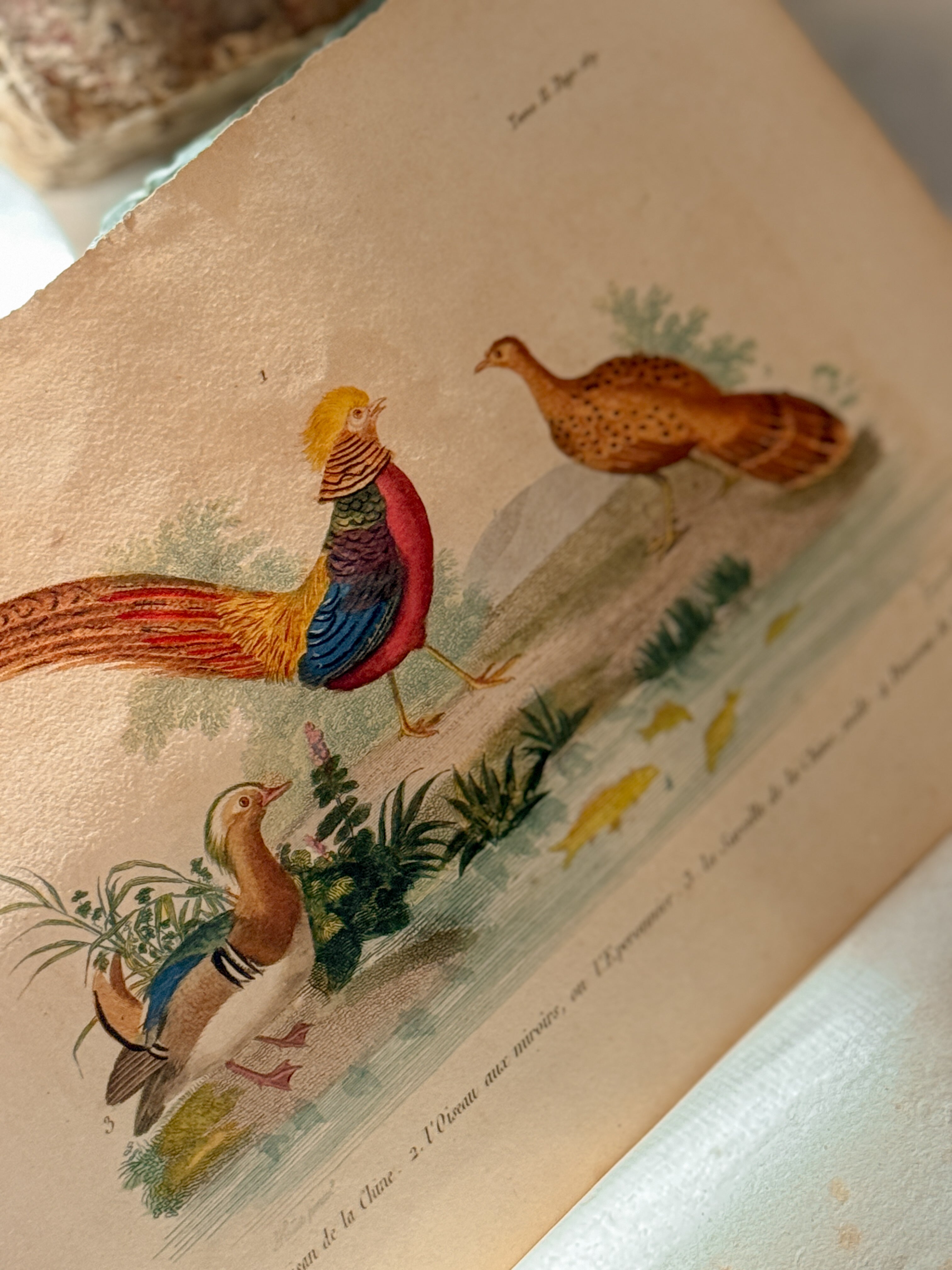 Antique French Natural History Book with Hand-Colored Plates, Lettres à Sophie, Paris 1822