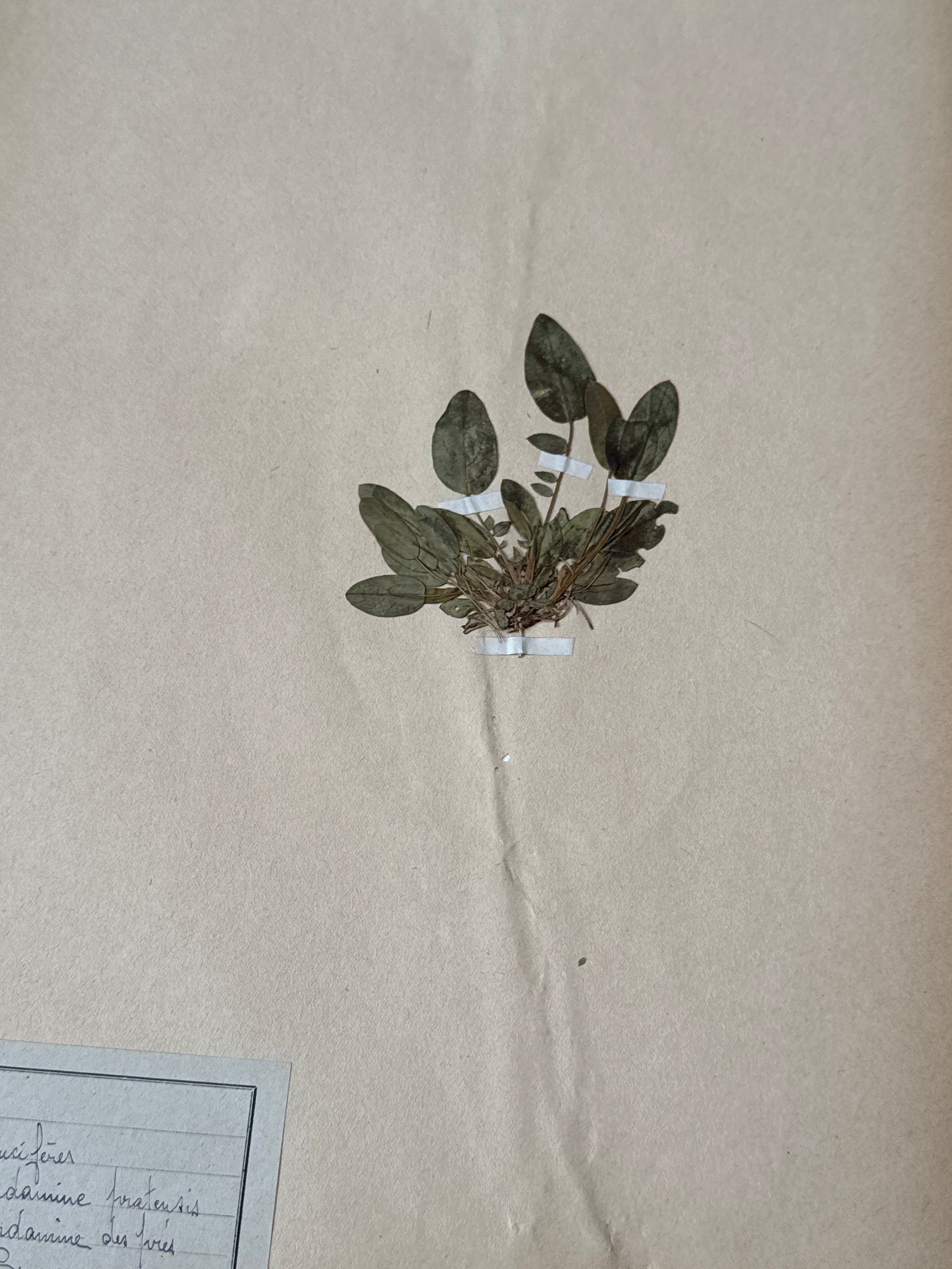 Herbarium Cr 2