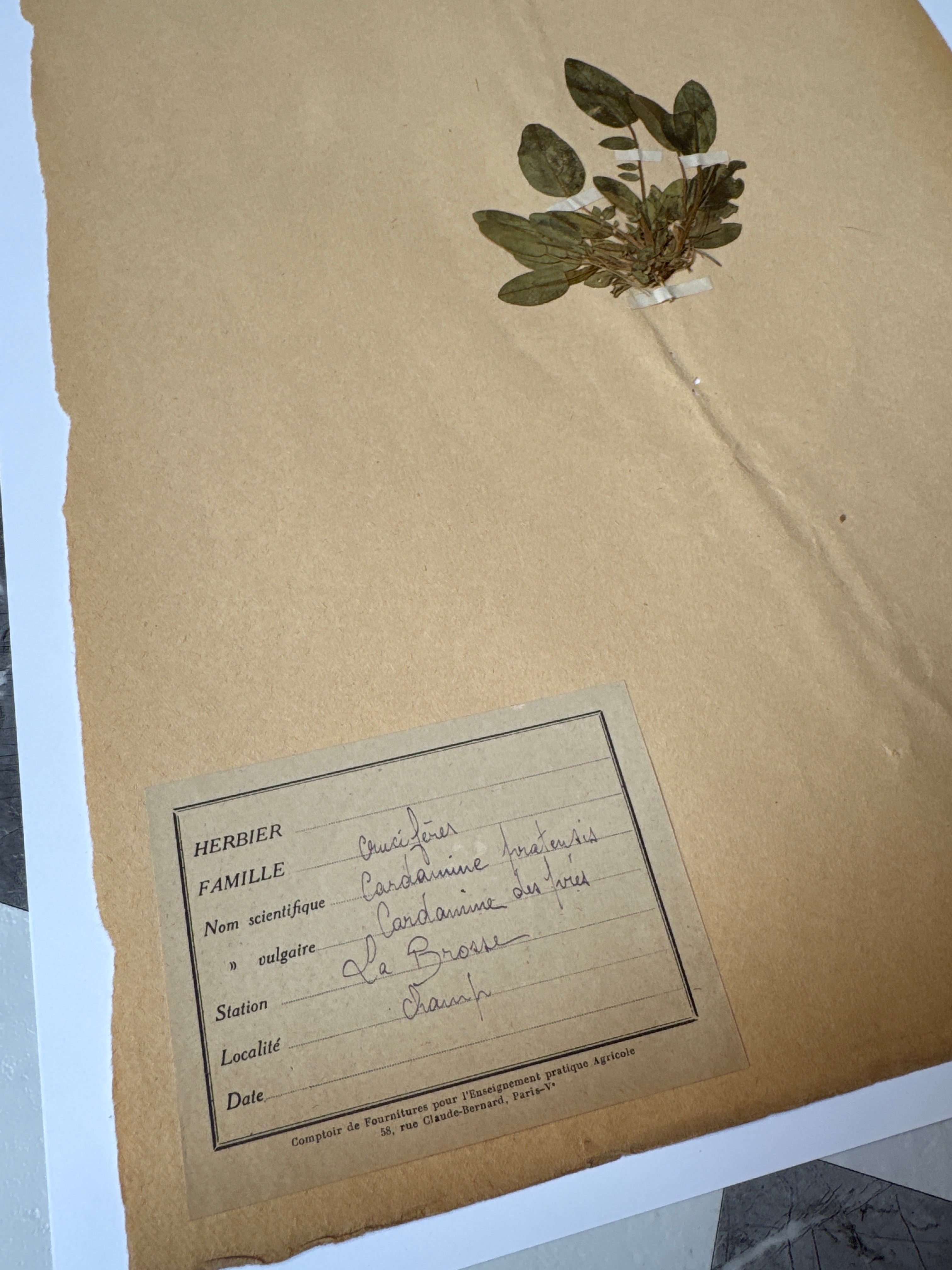 Herbarium Cr 2