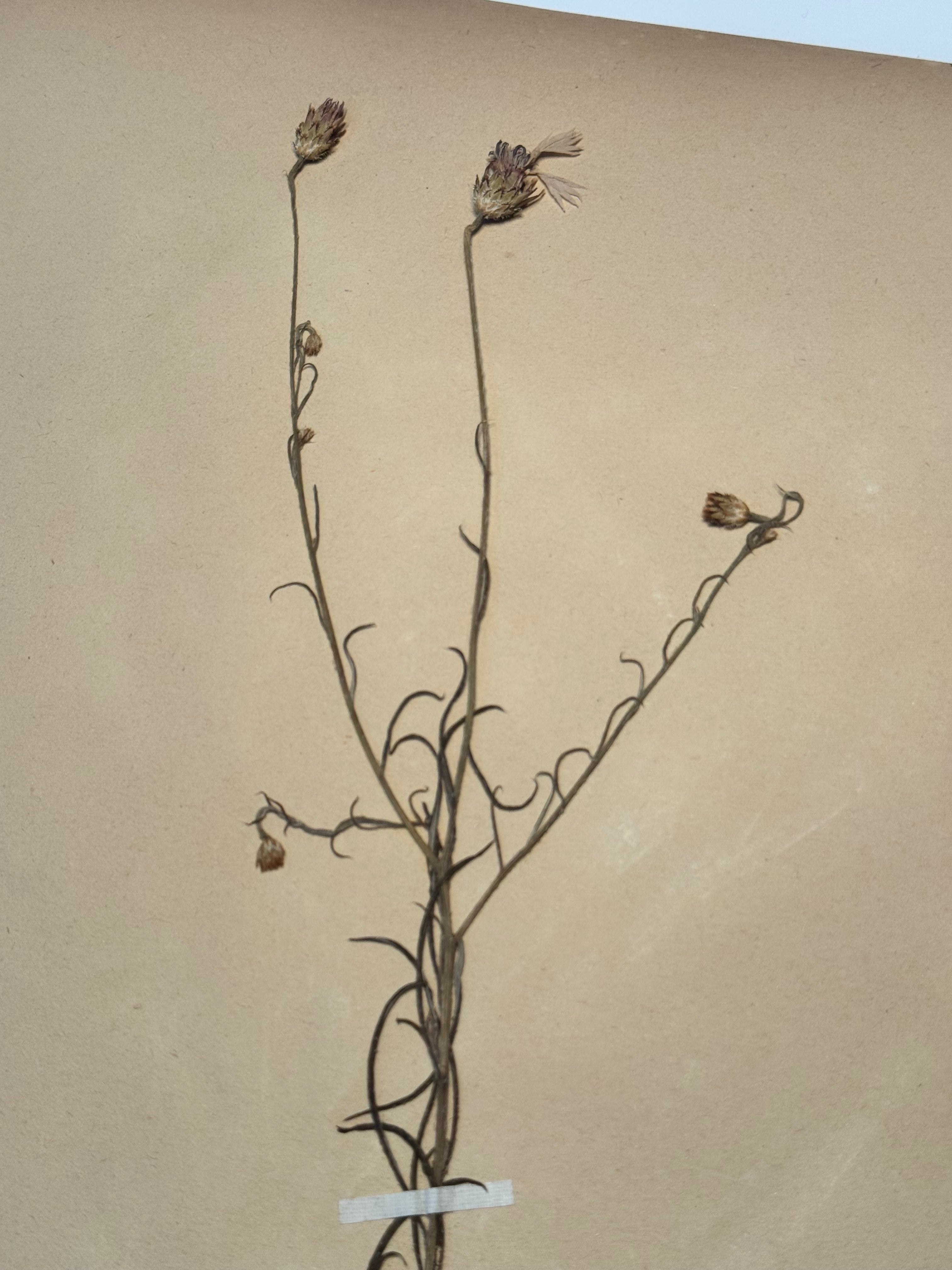 Composée 18