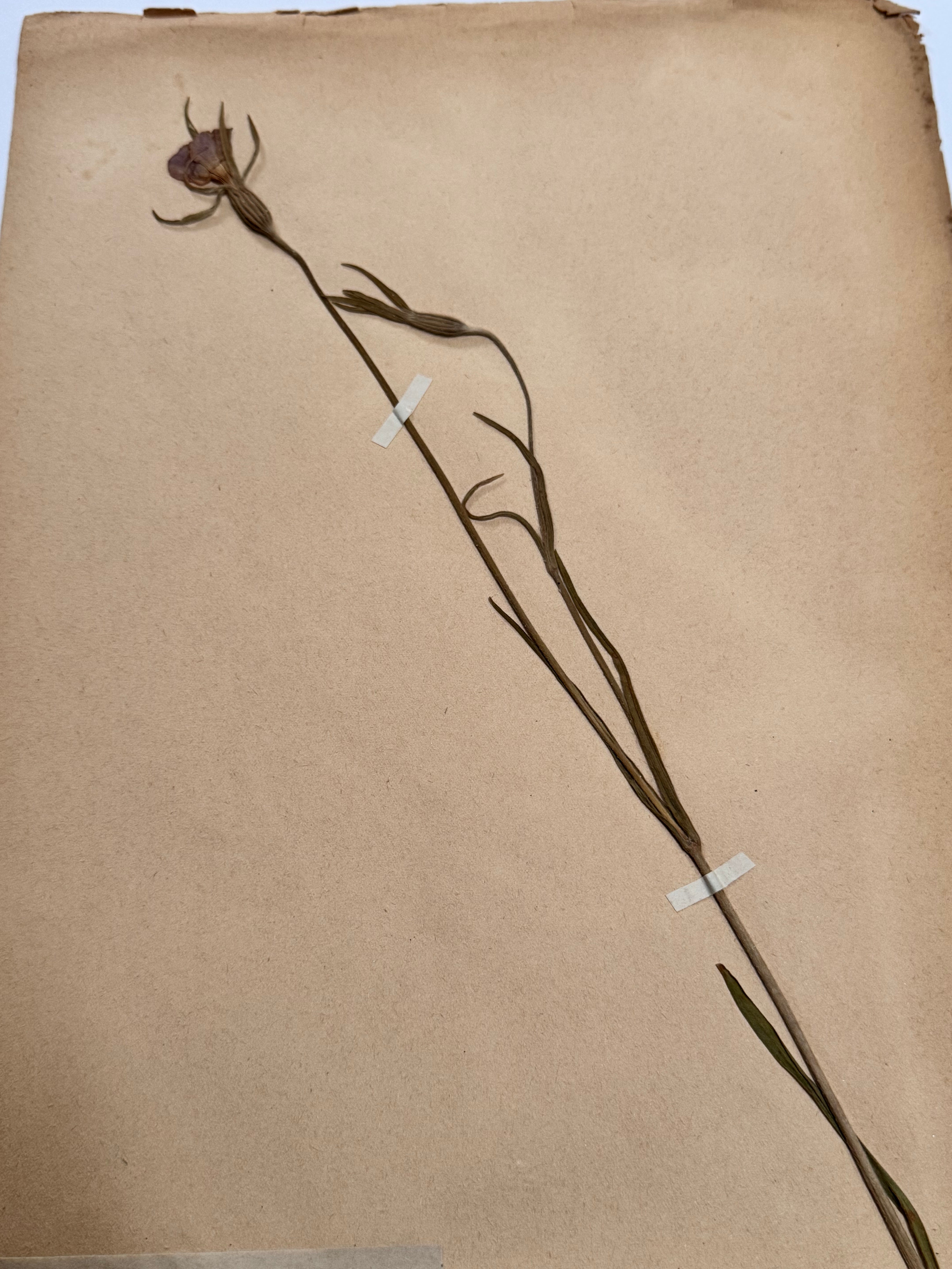 Herbarium Car 1