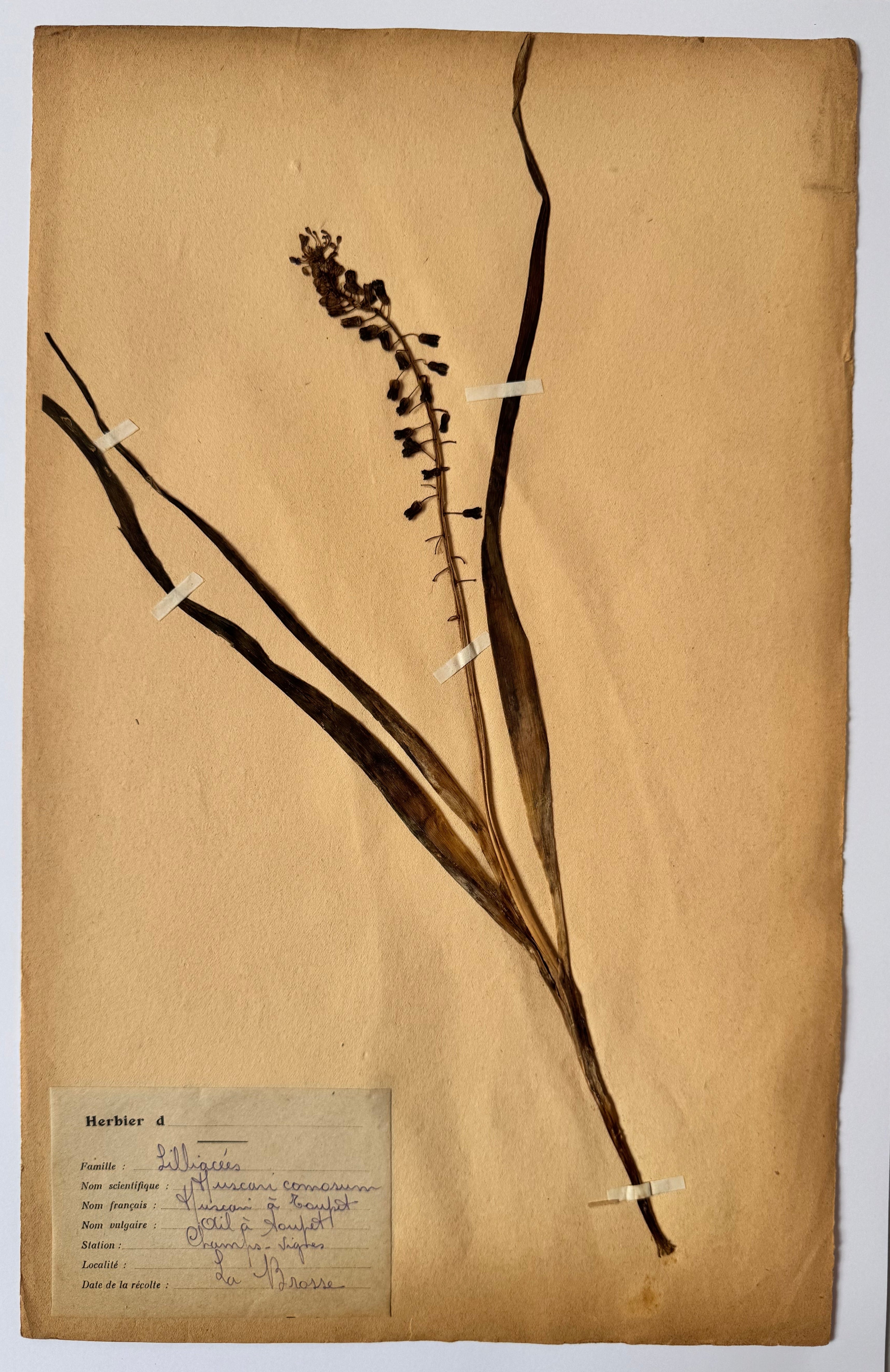 Herbarium lil 3