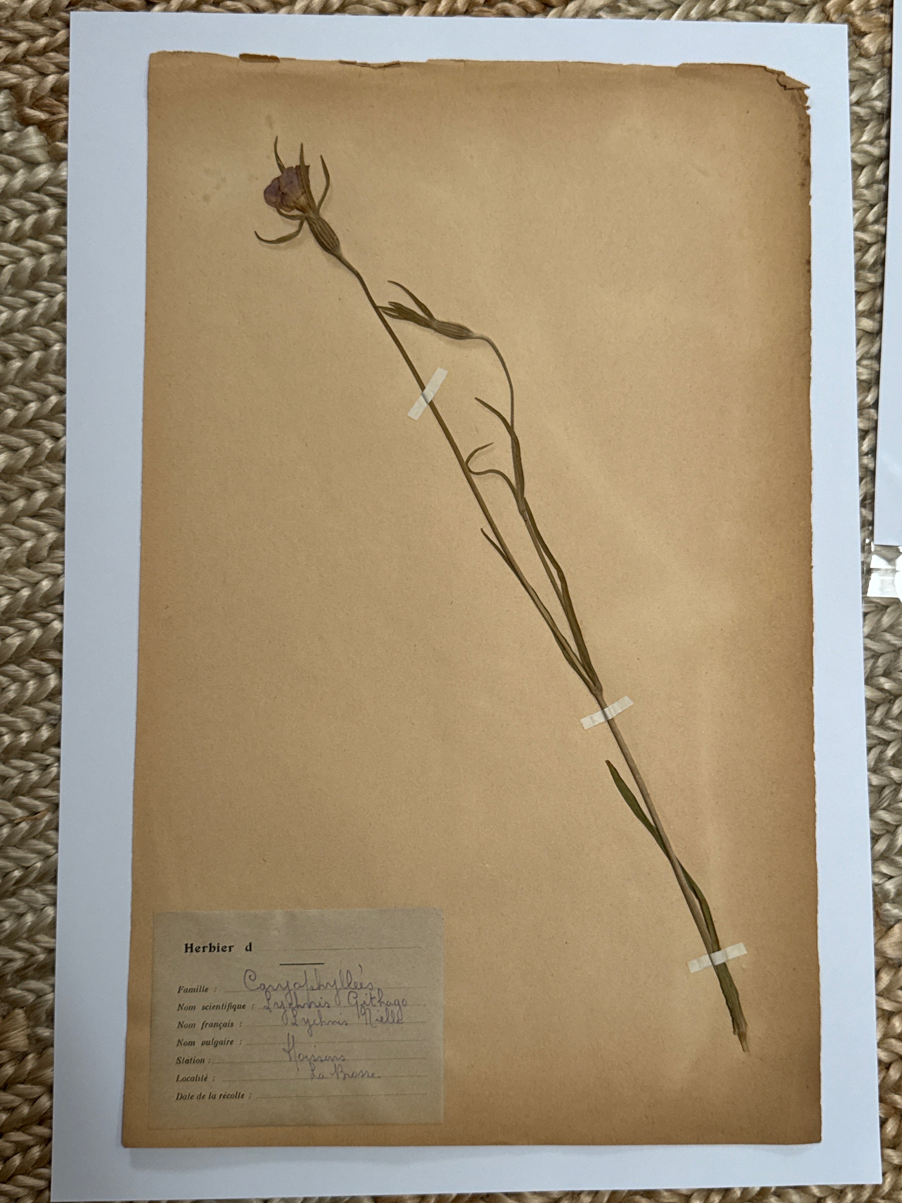 Herbarium Car 1
