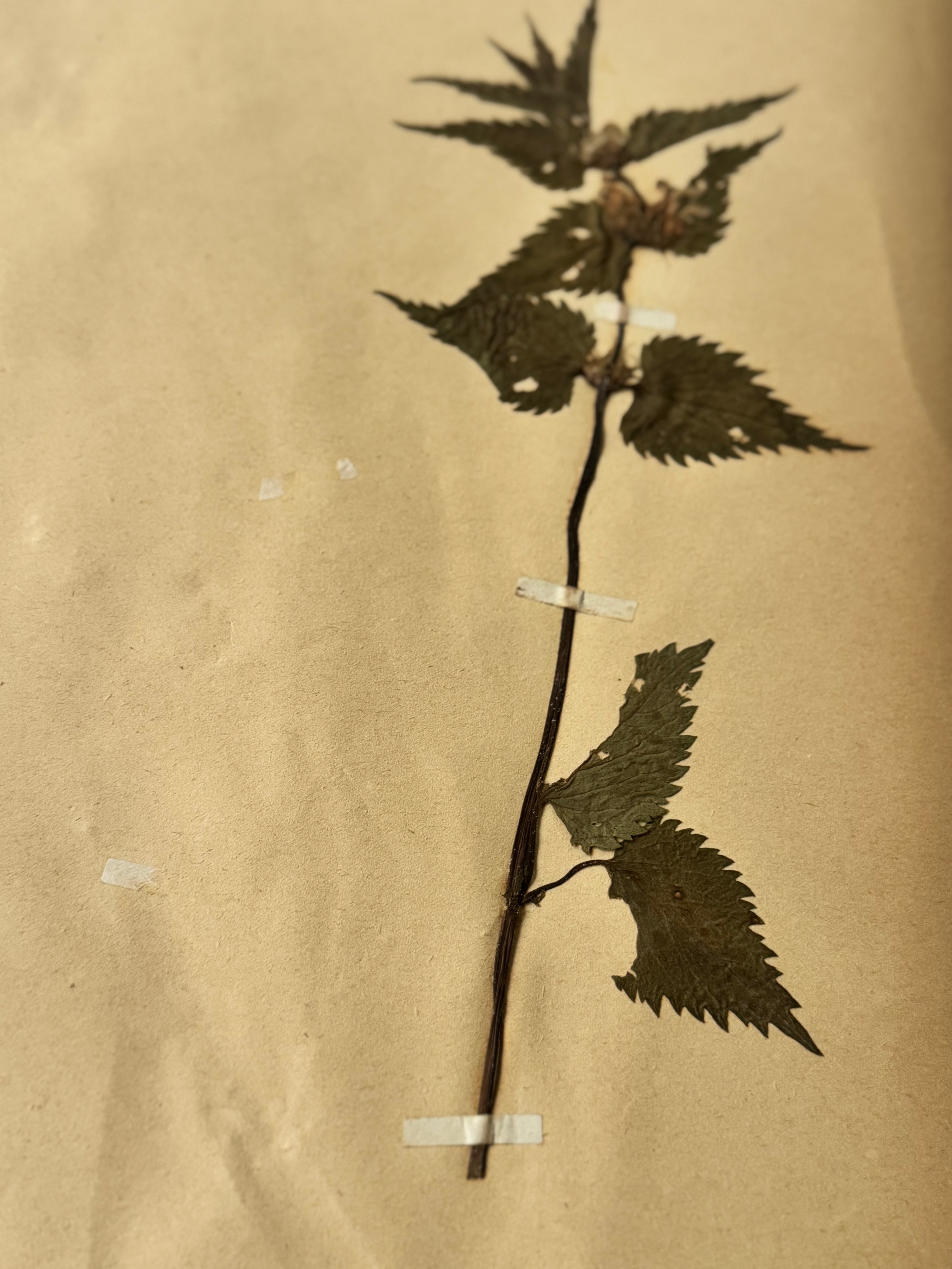 Labiée 4: lamier blanc - white nettle